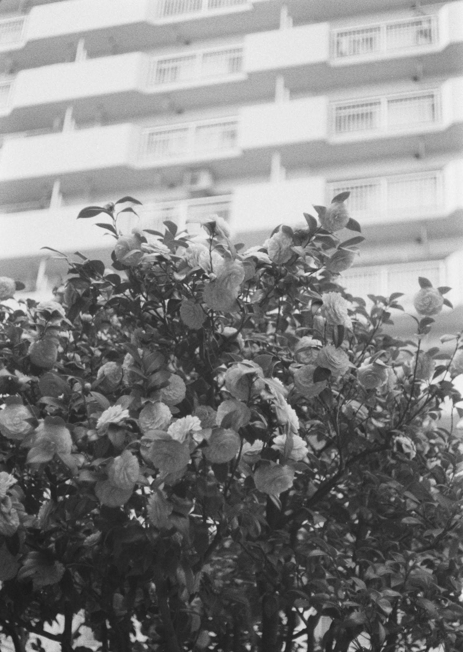 Black and white image featuring a leafy tree in front of a high-rise building