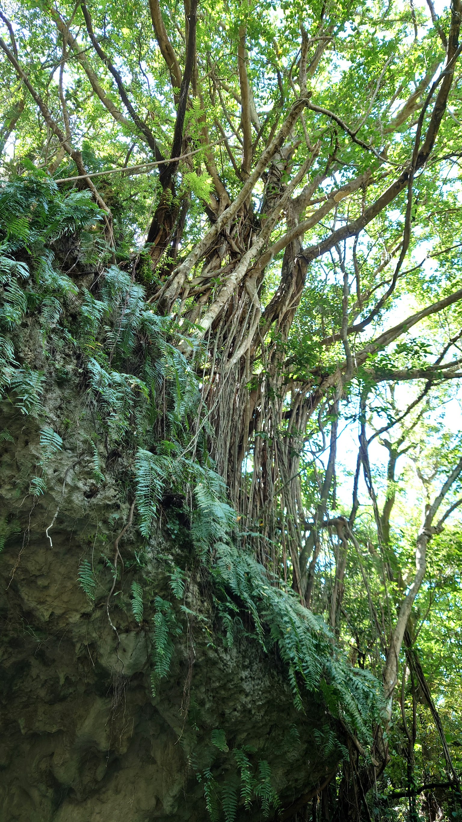 Vegetazione lussureggiante con alberi e rocce coperte di muschio