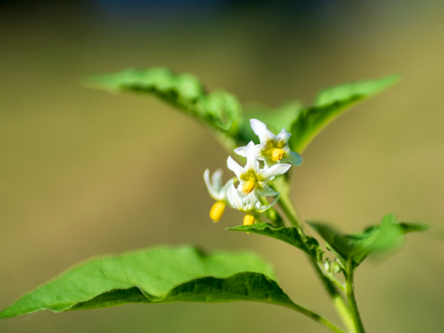 近拍白花和绿叶的植物