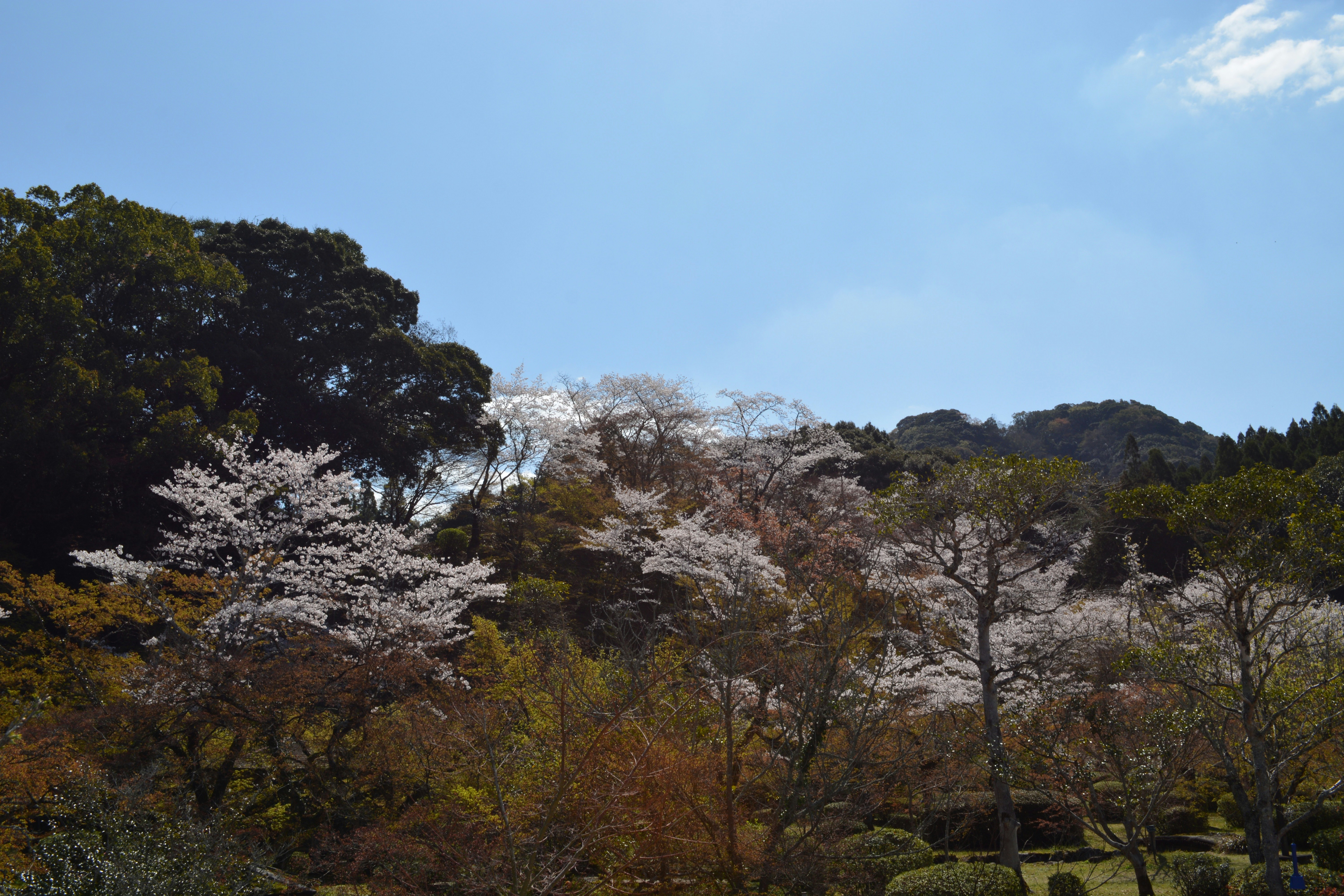 春の山並みに咲く桜と新緑の森の風景