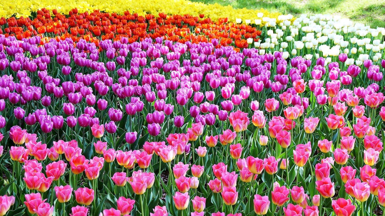 Campo de tulipanes vibrantes con flores rosas naranjas moradas y blancas