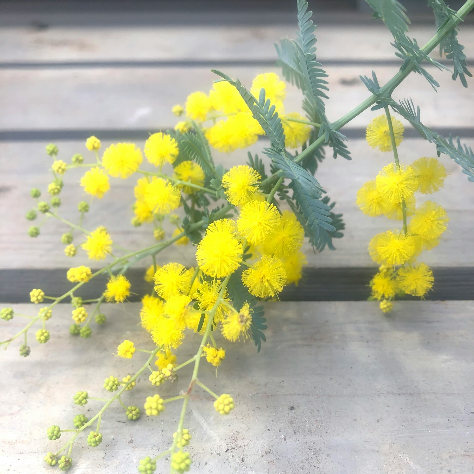 Helle gelbe Mimosenblüten auf einem Holztisch arrangiert