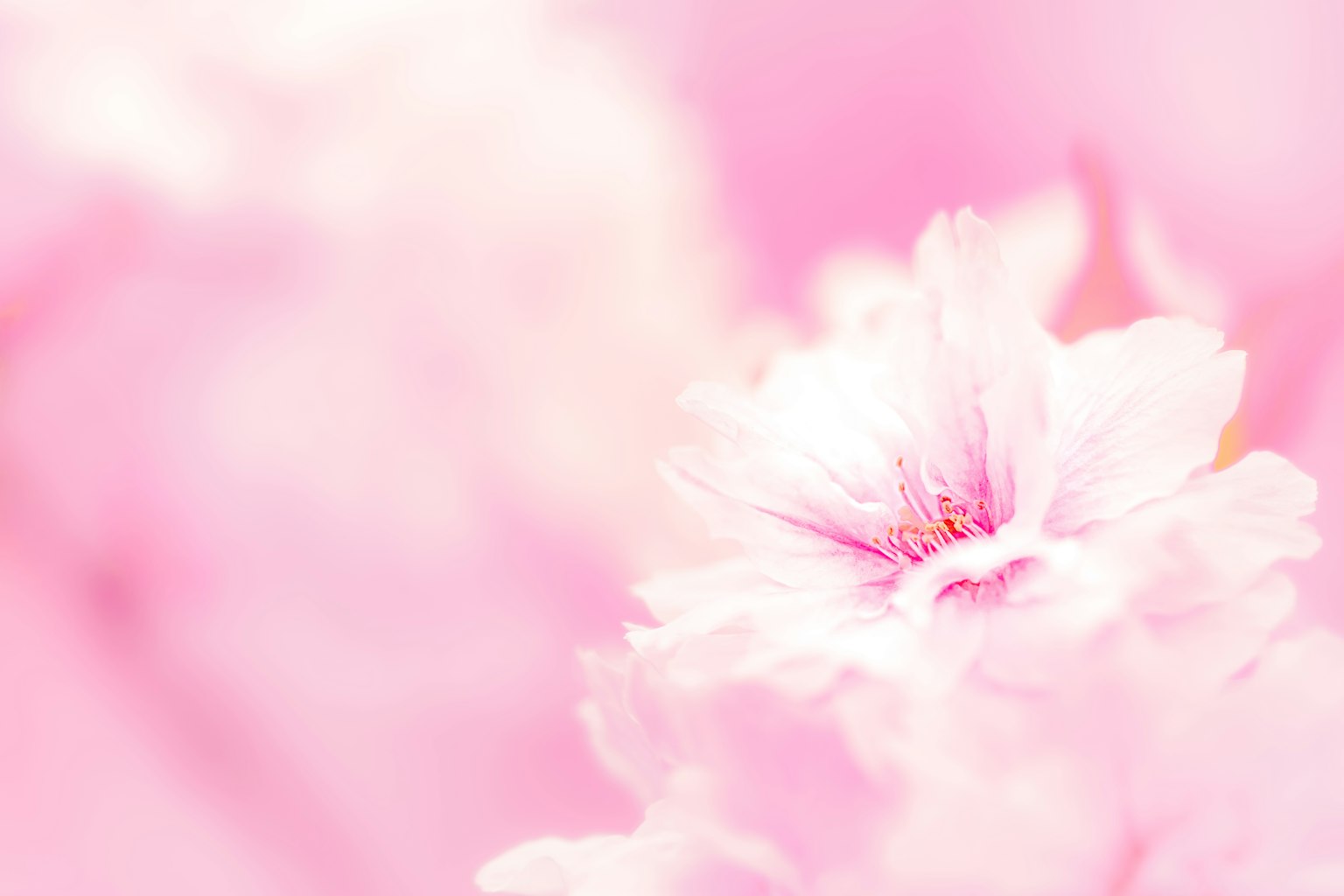 Nahaufnahme einer Kirschblüte mit sanften rosa Blütenblättern