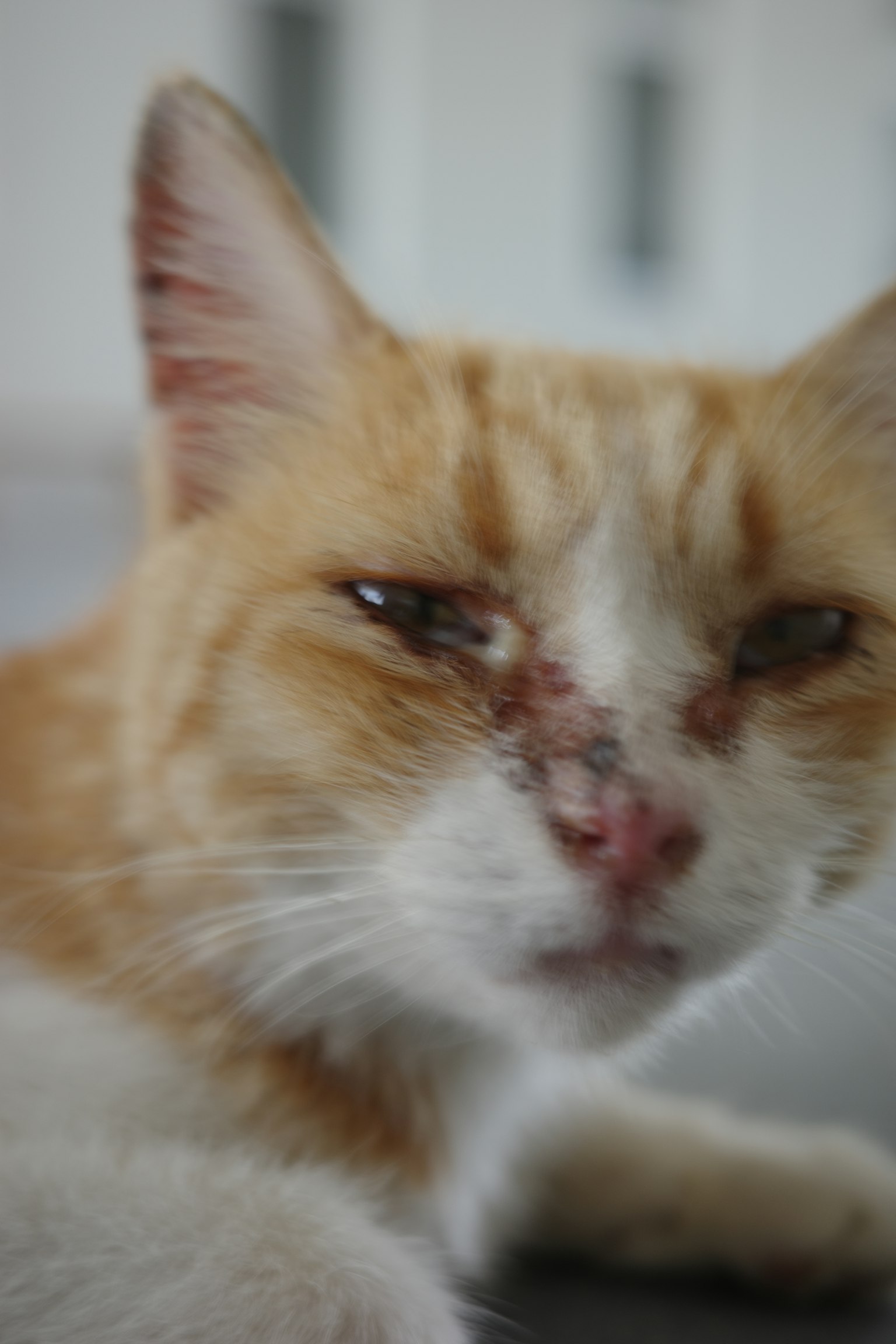 Primo piano di un gatto arancione e bianco con sfondo sfocato