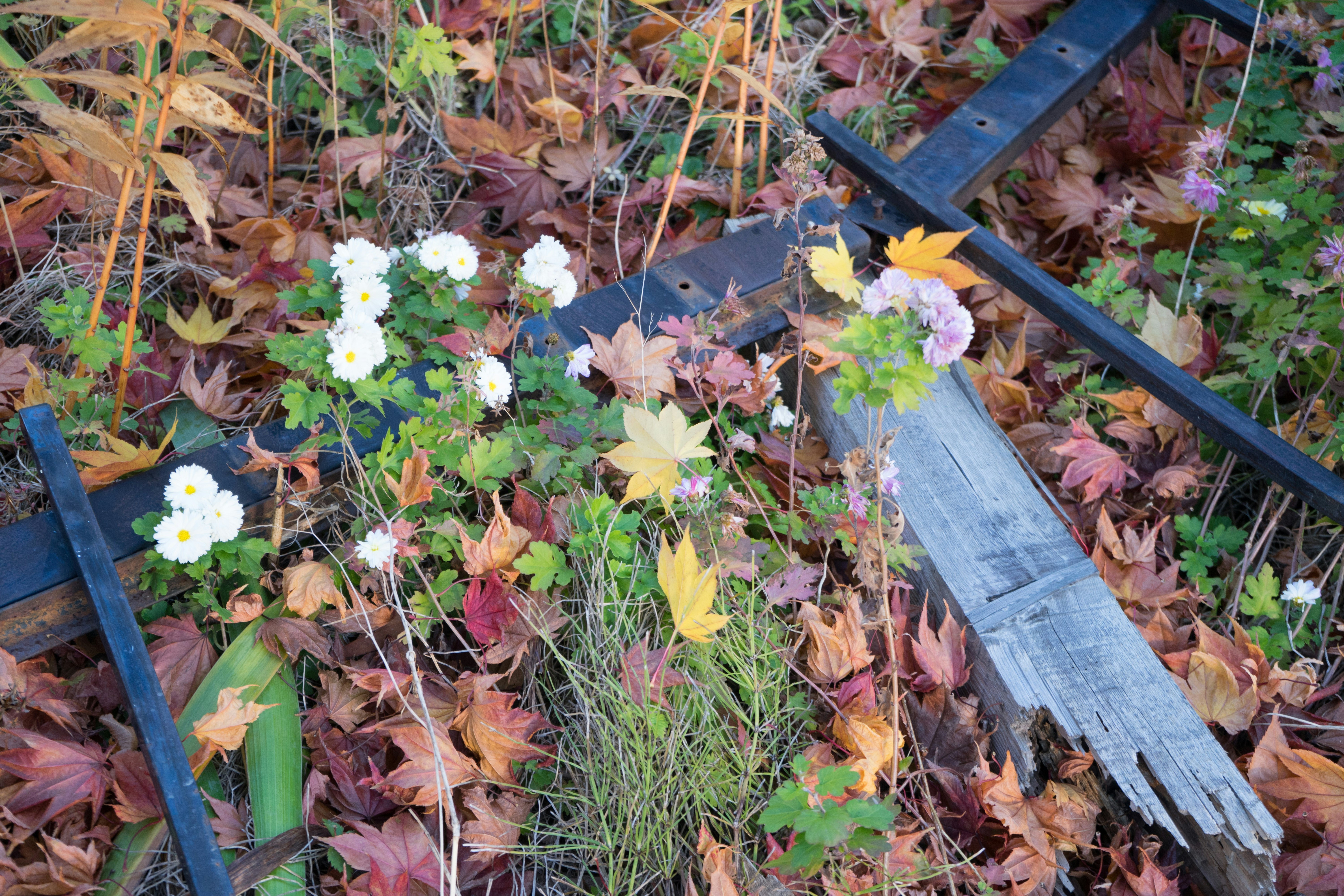 piccoli fiori in fiore tra foglie secche e una tavola di legno
