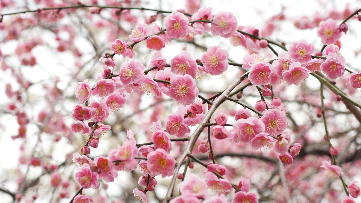 Gros plan sur des branches de cerisier en fleurs au printemps