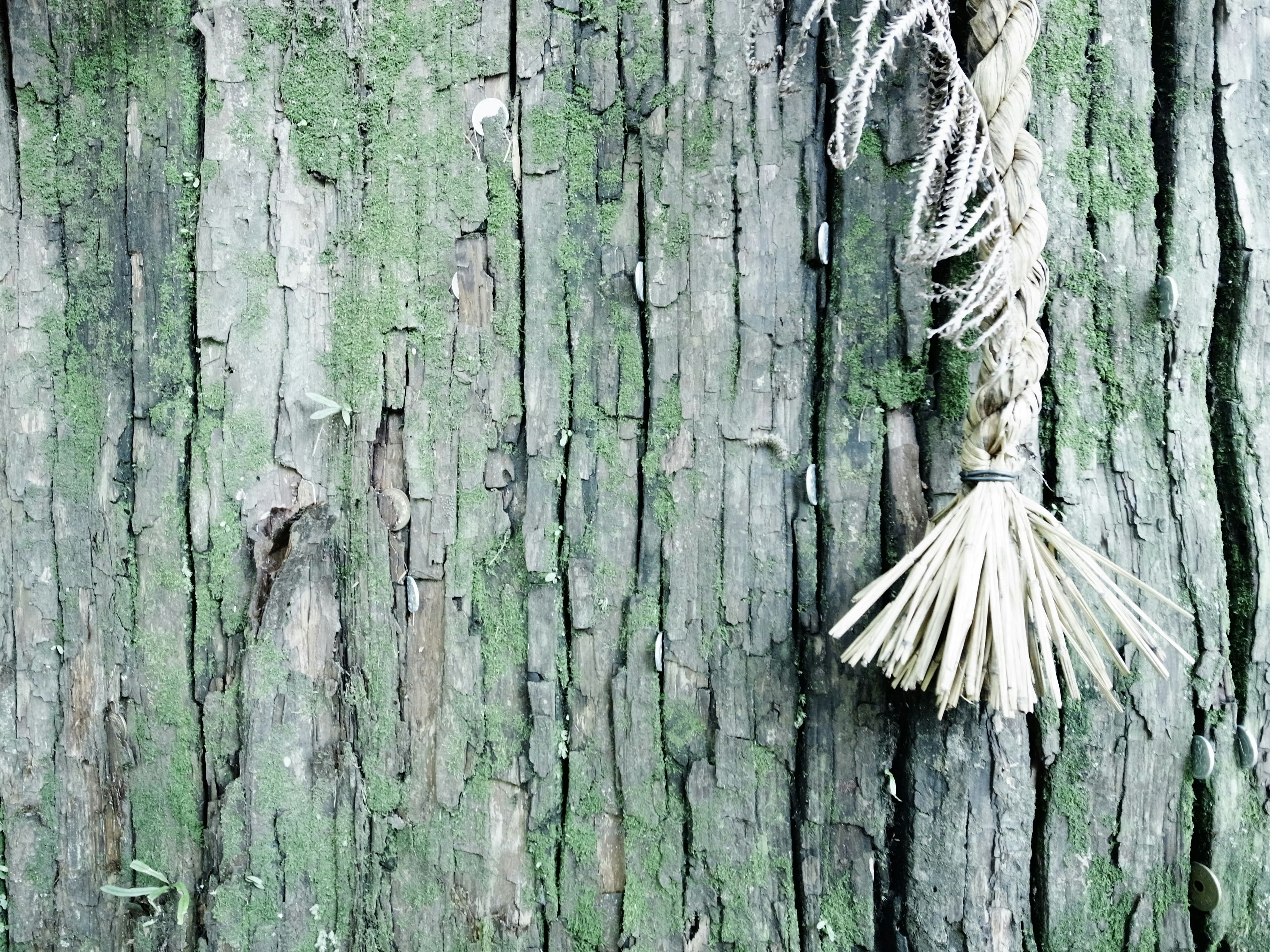 长满青苔的木墙上系着的白色稻草装饰