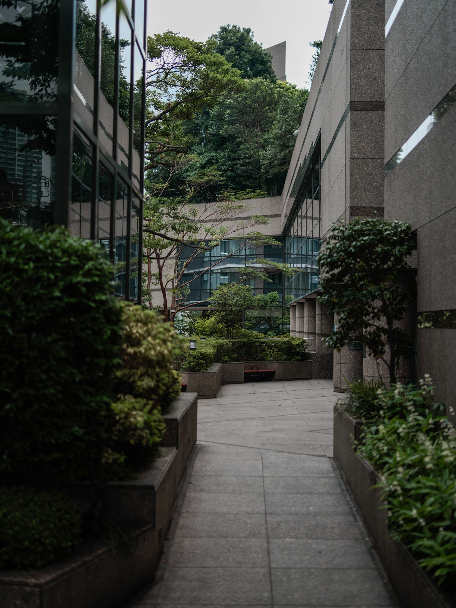 现代建筑之间的小路被郁郁葱葱的绿树环绕