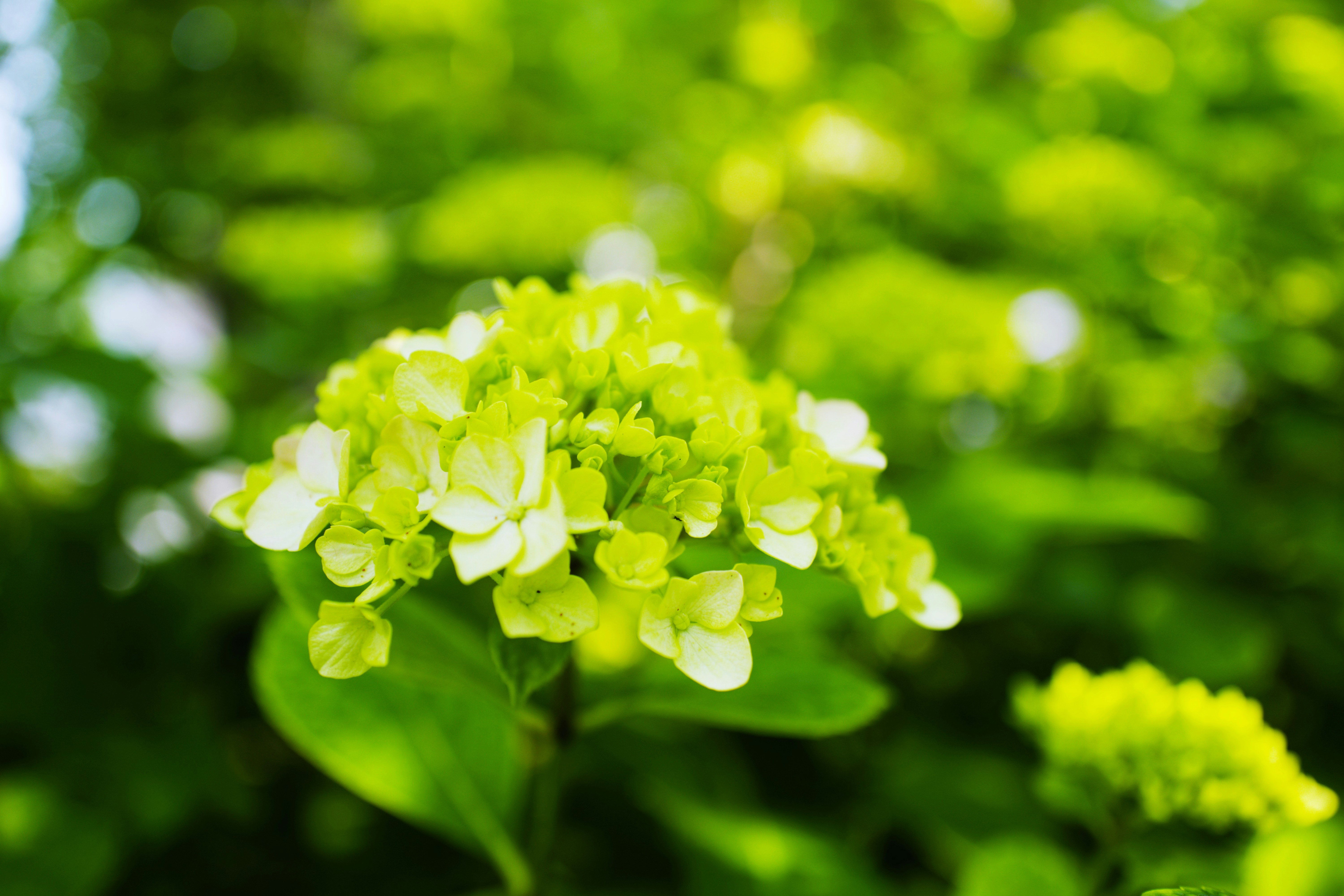 緑の背景に咲くアジサイの花