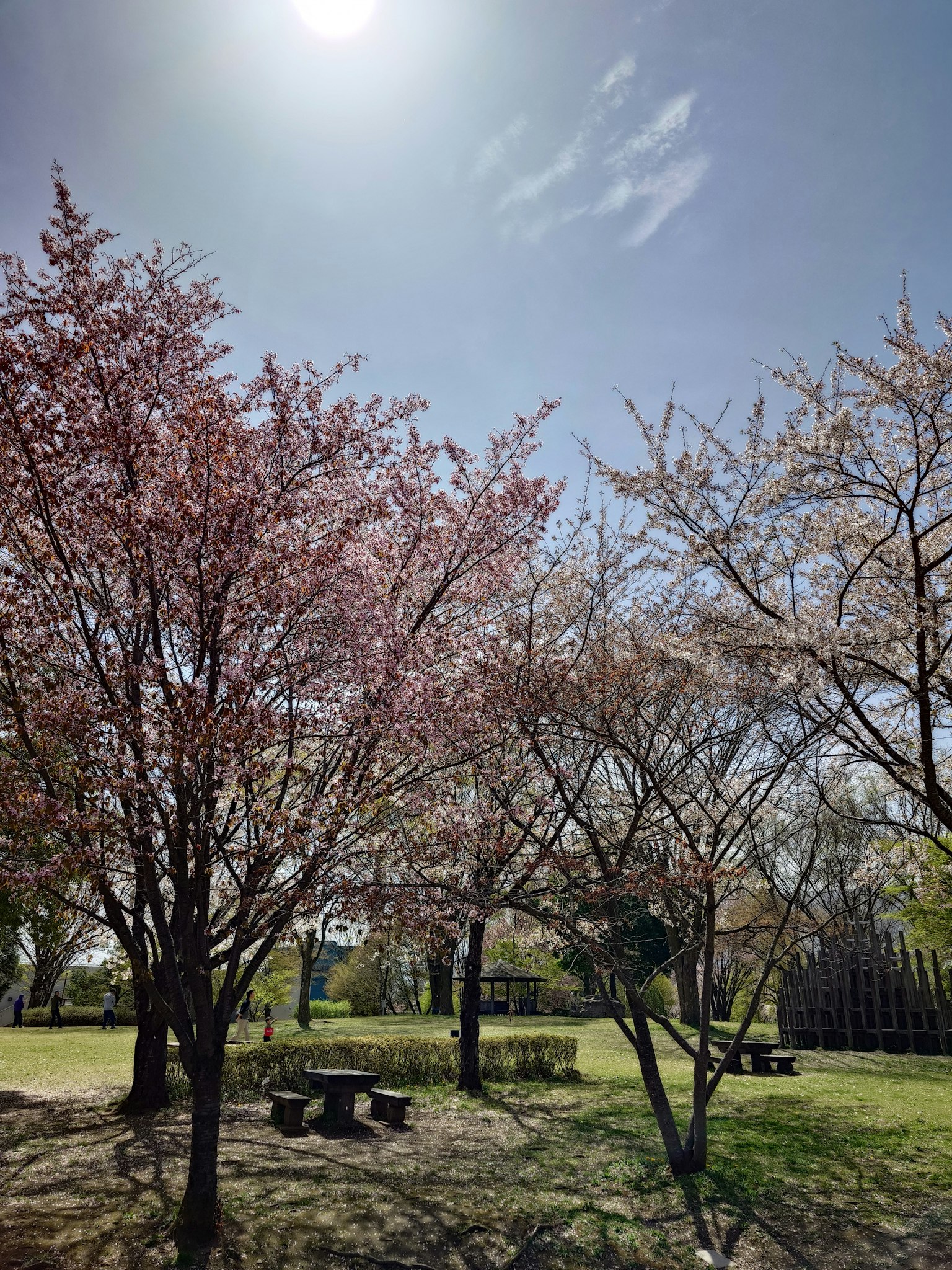 公园里的樱花树和晴朗蓝天下的野餐桌