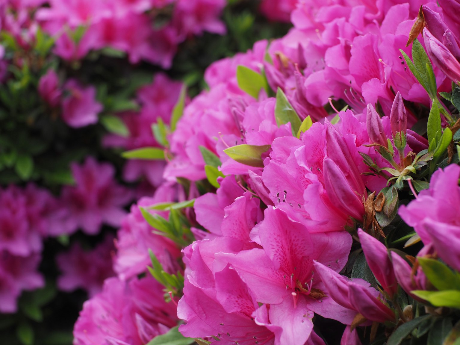 Fiori di azalea rosa vivaci in piena fioritura