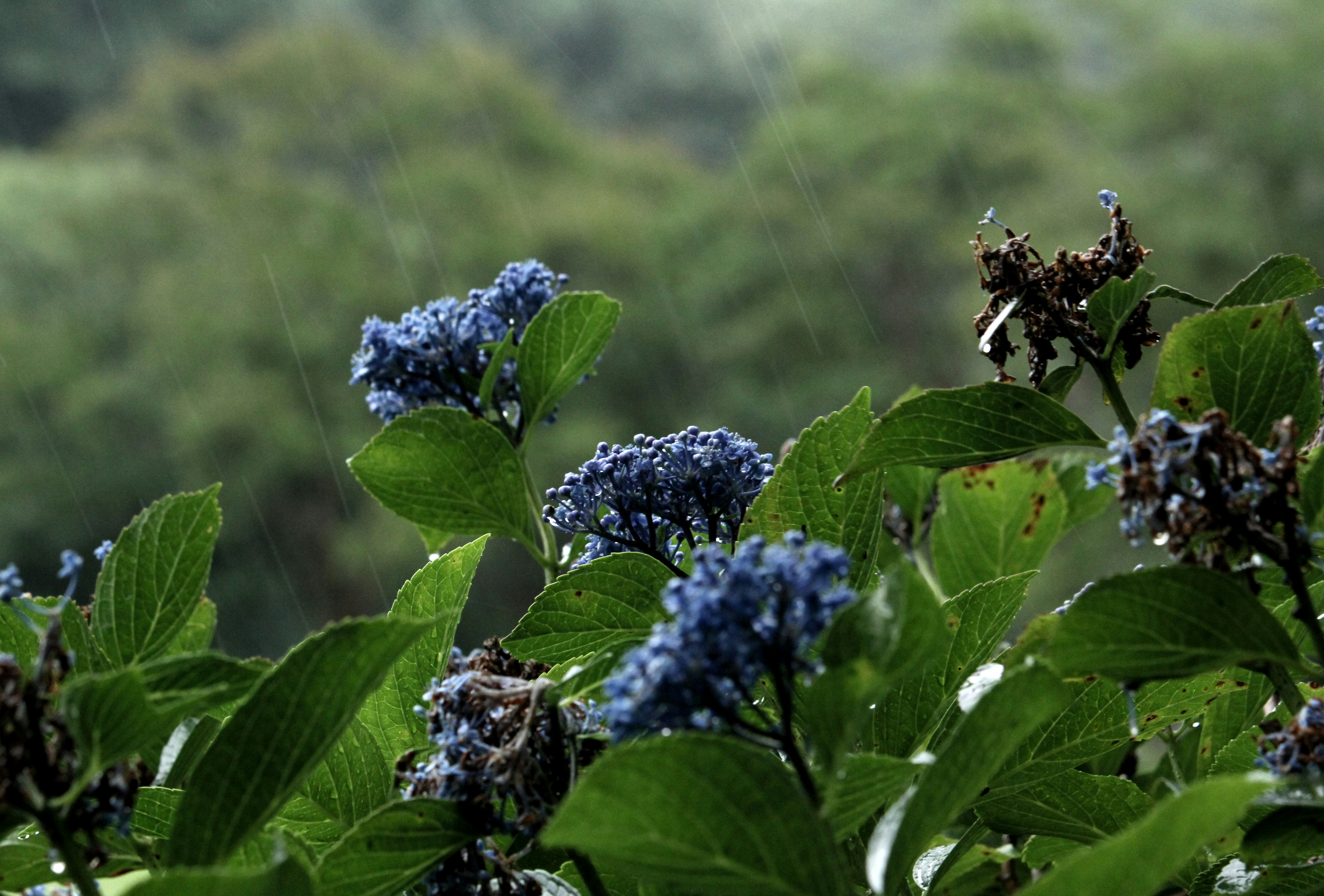 雨粒の付いた紫の花房と緑の葉