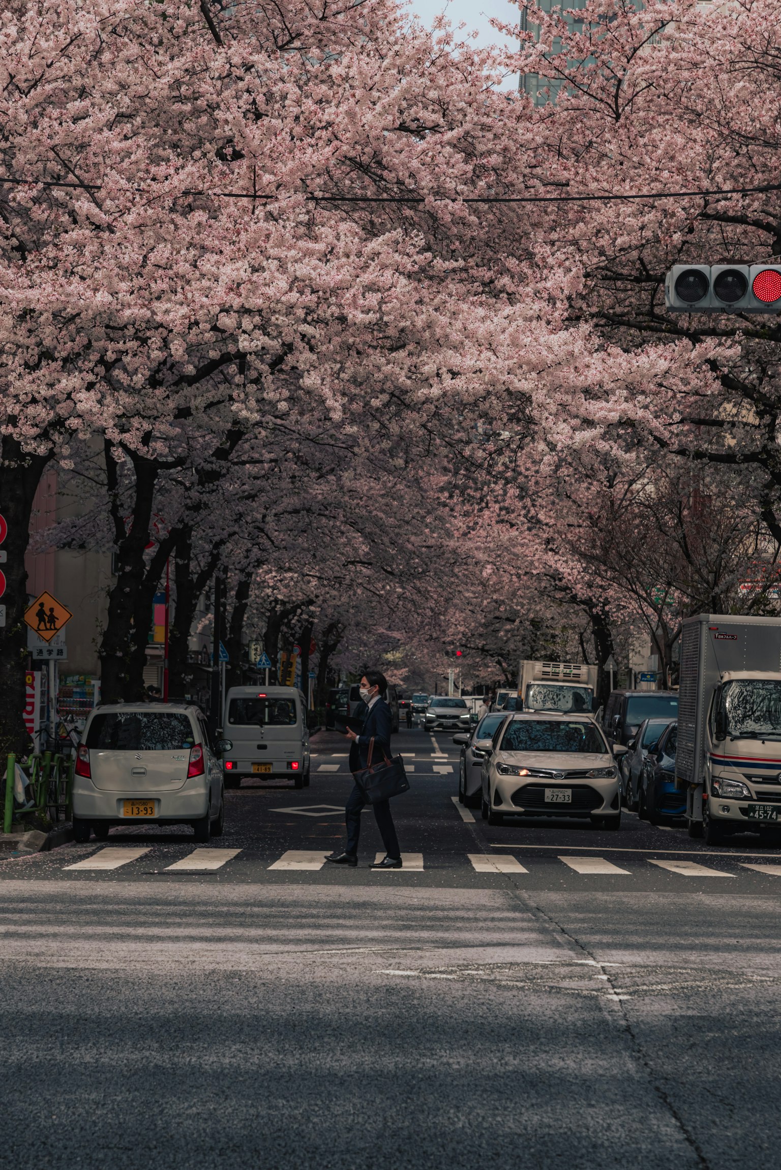 A pedestrian crossing a street lined with cherry blossom trees in full bloom