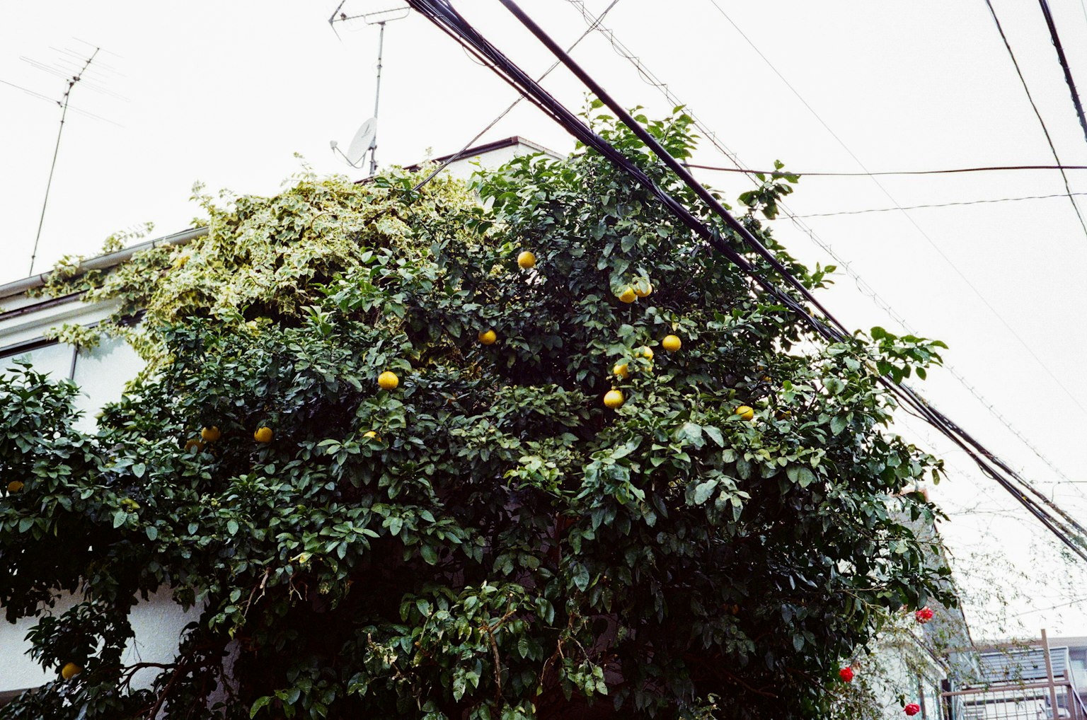 Un albero con frutti arancioni che cresce in un paesaggio urbano e parte di un vecchio edificio