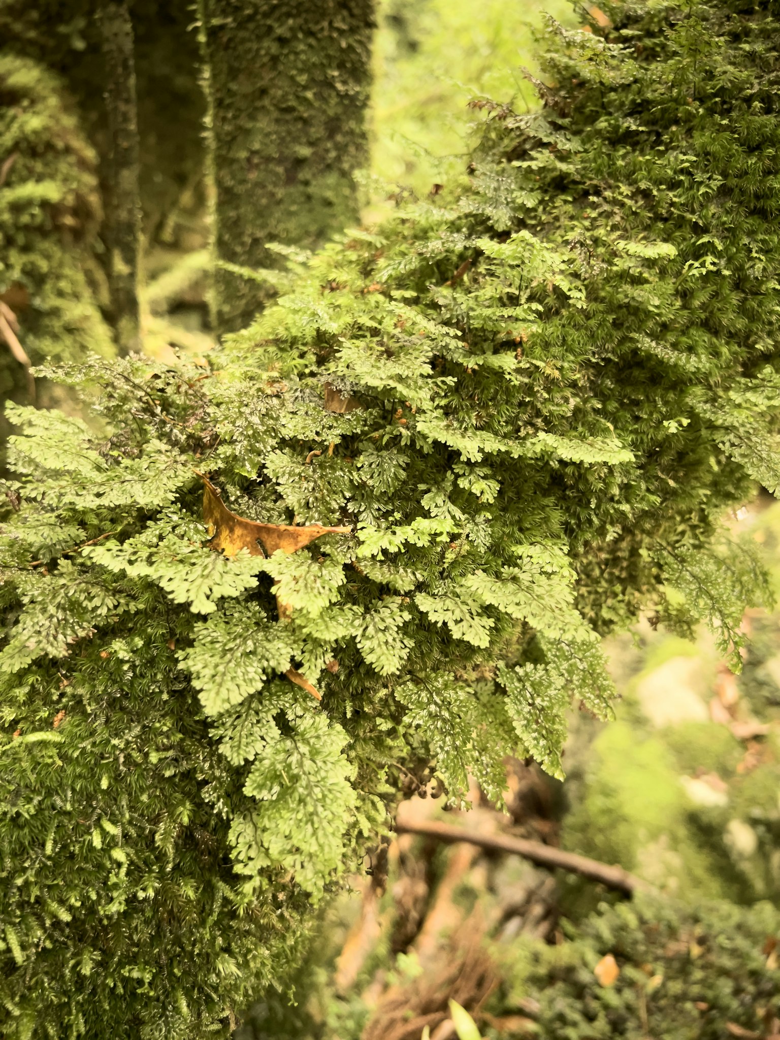 Acercamiento de un tronco de árbol cubierto de musgo verde y helechos