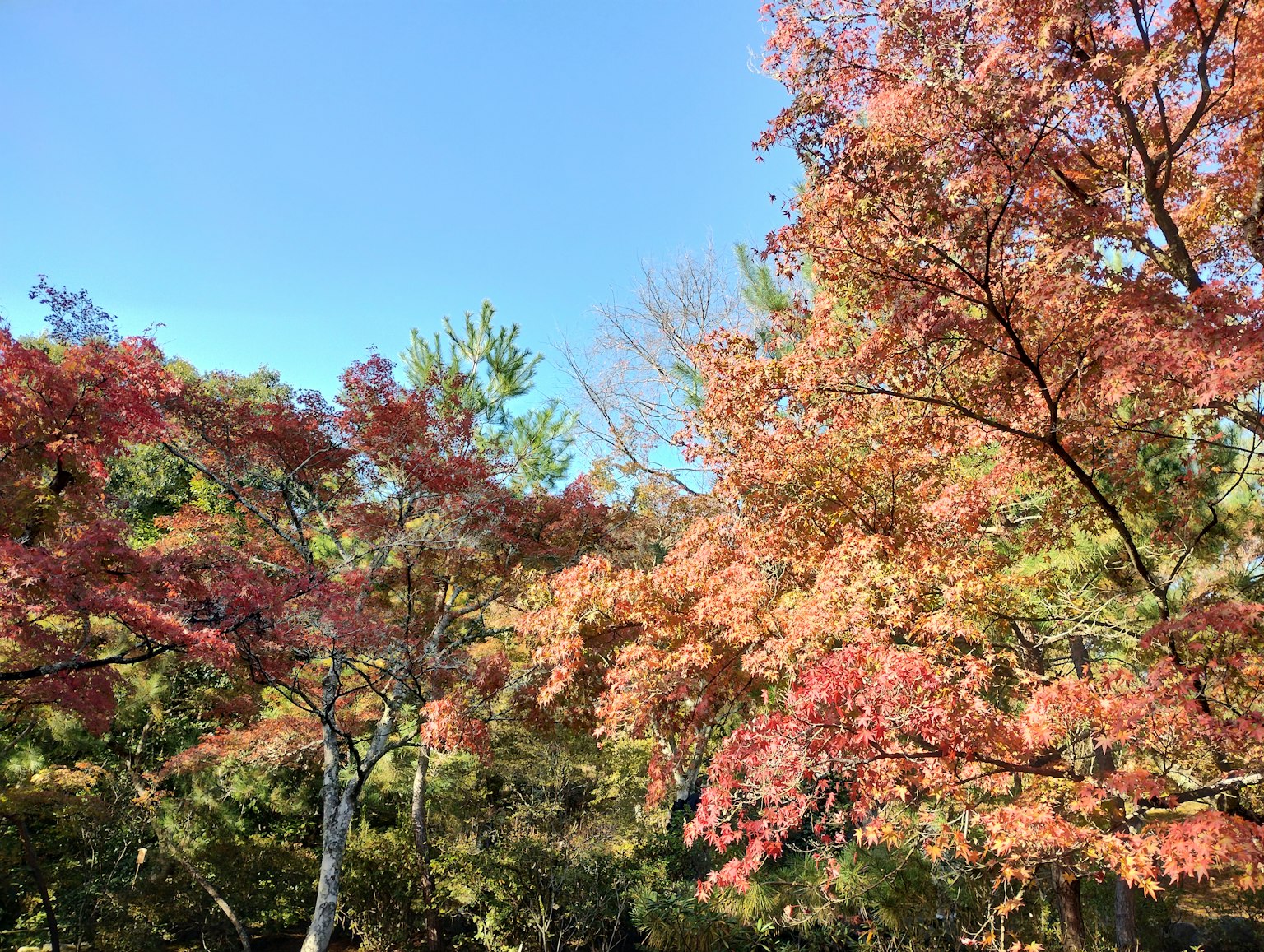 Autumn foliage under a clear blue sky