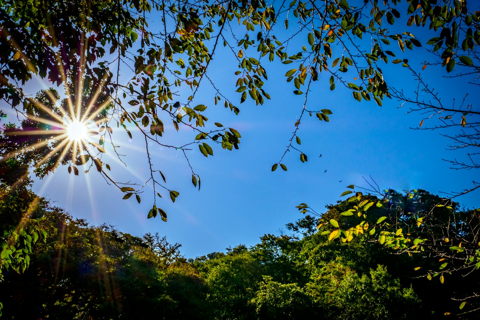 Sonnenlicht, das durch Blätter scheint, mit klarem blauen Himmel