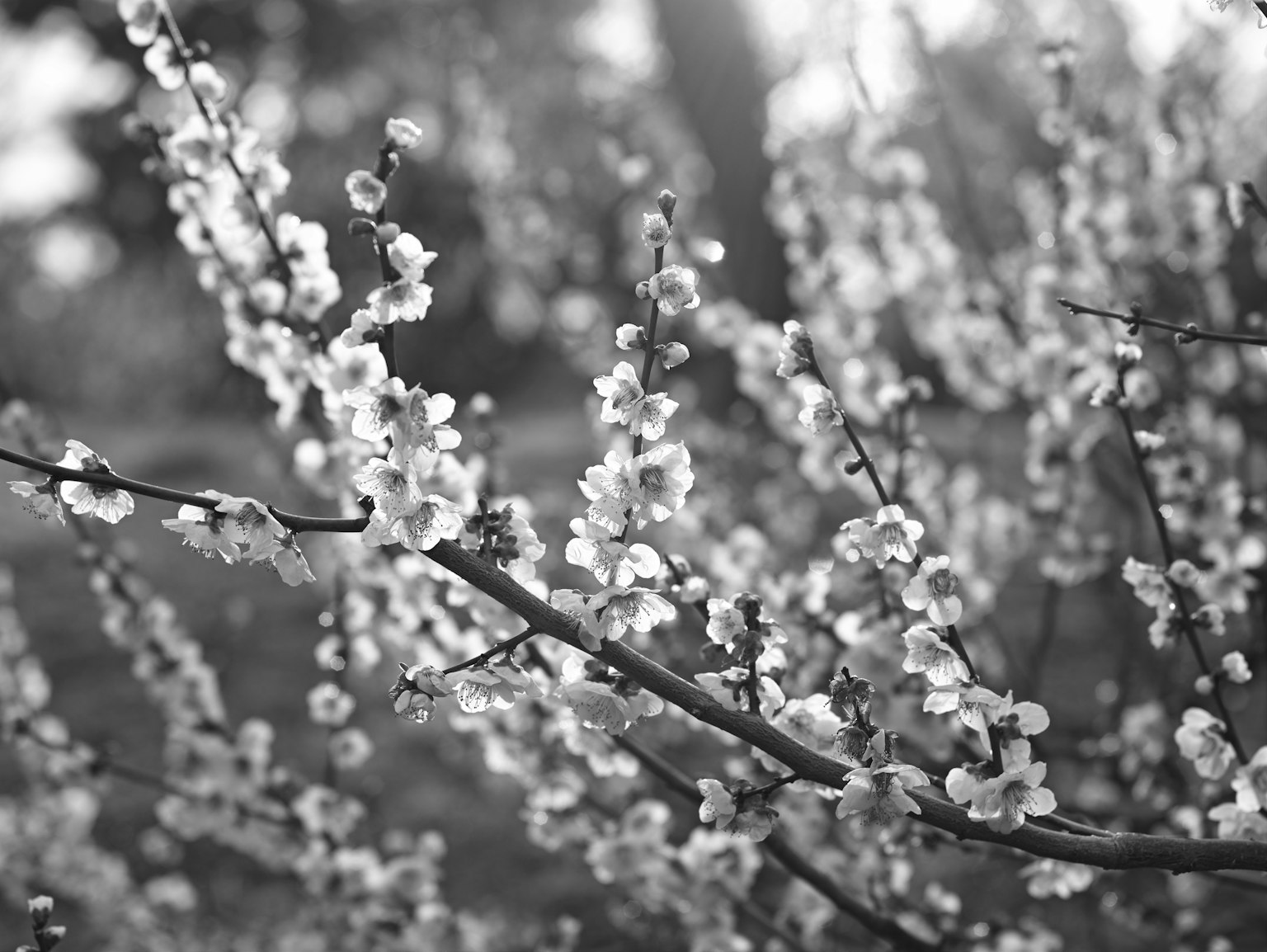 Primo piano di rami in fiore con fiori bianchi in bianco e nero