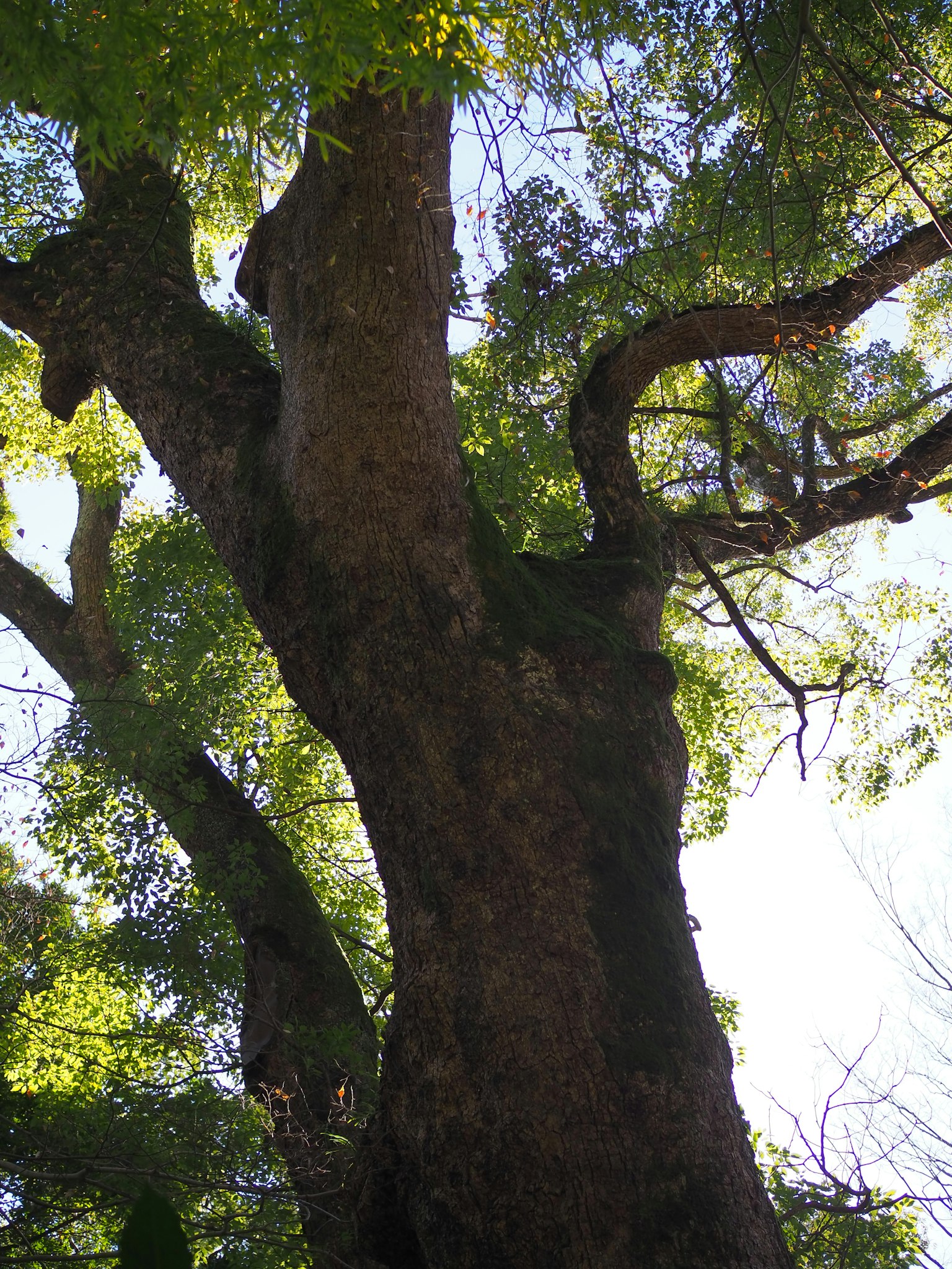 Un tronco de árbol grande visto desde abajo con hojas verdes exuberantes