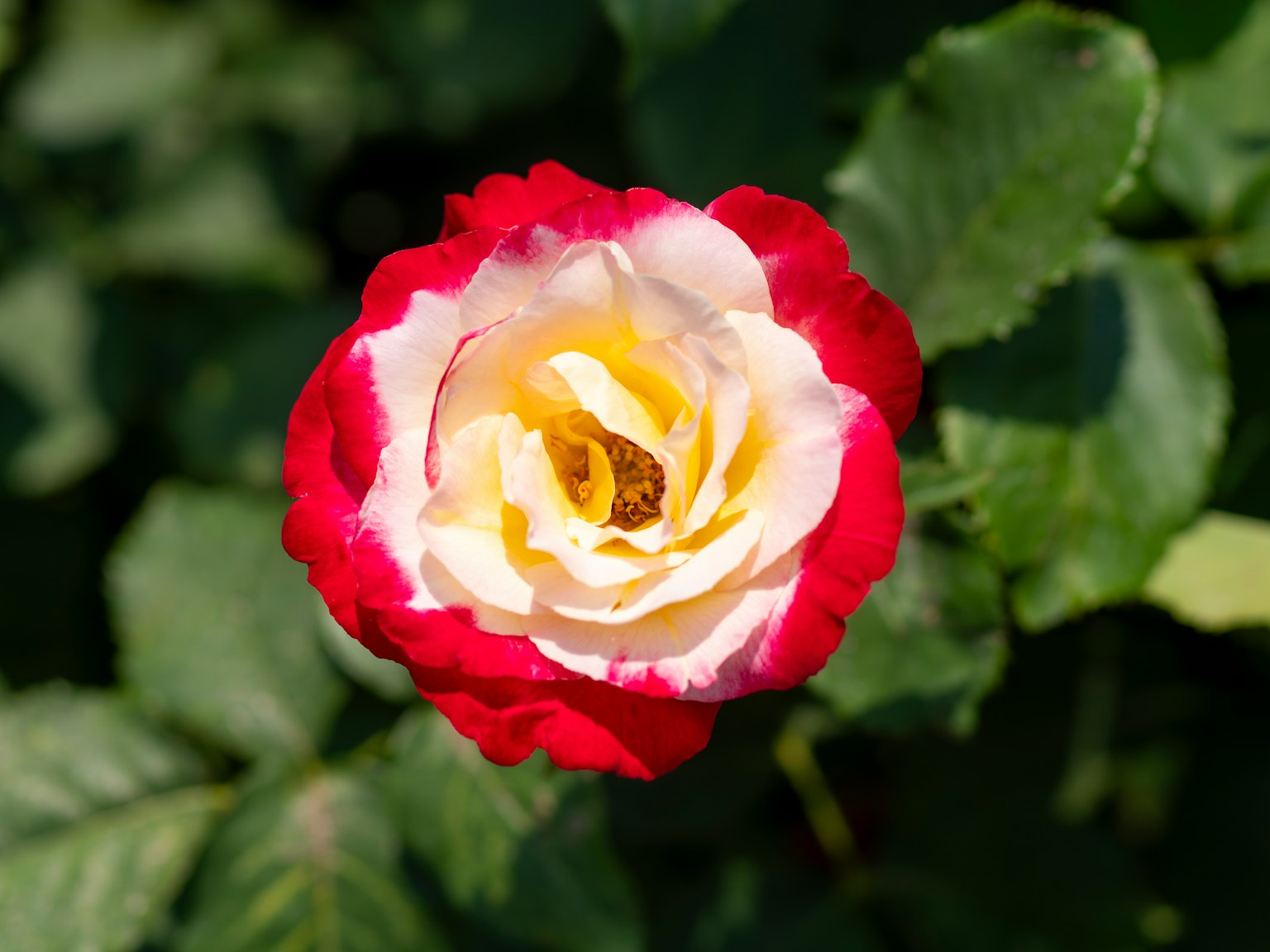 Una vibrante rosa rossa e bianca in piena fioritura