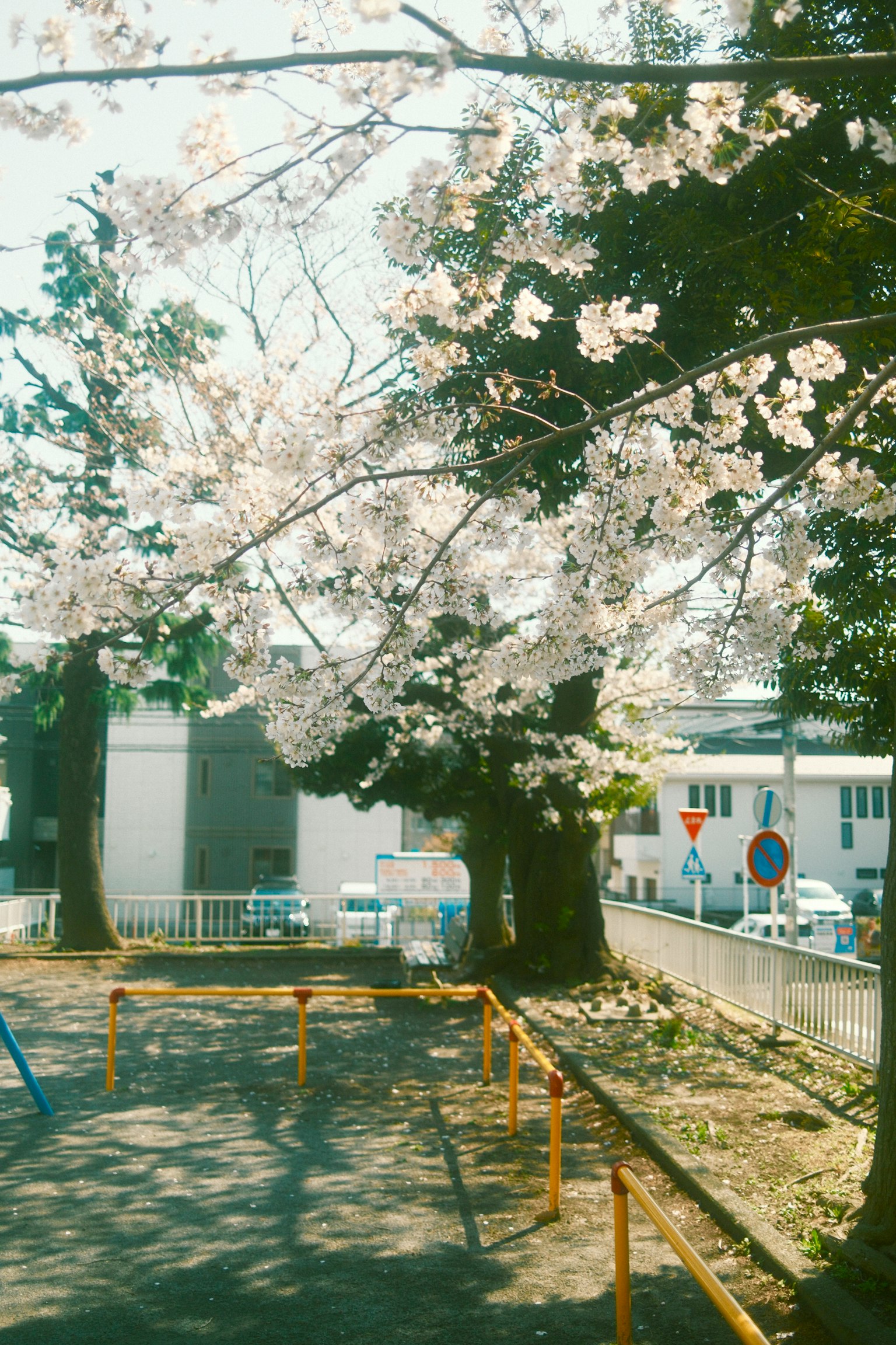 Scène de parc avec des cerisiers en fleurs et des équipements de jeu