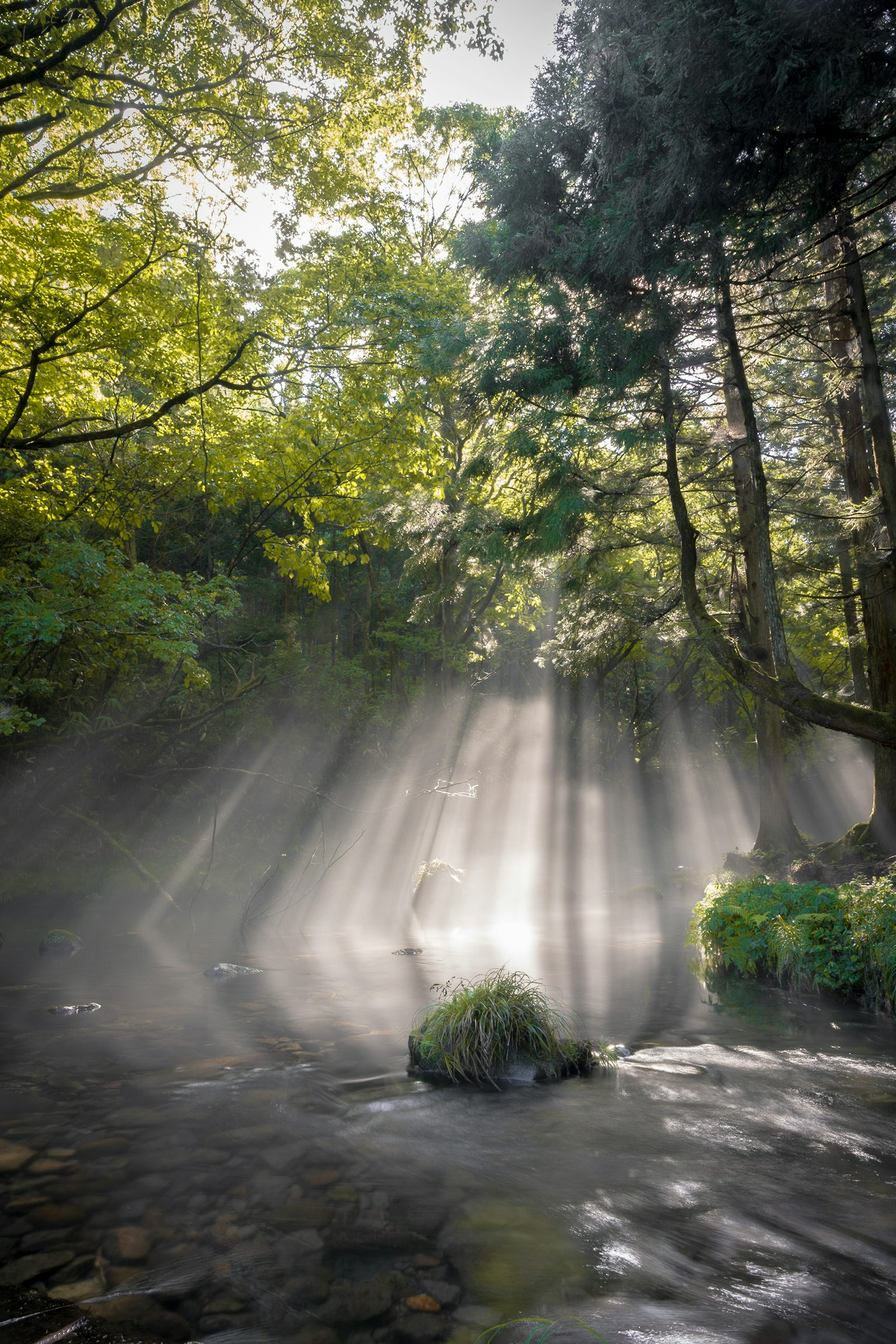 Waldszene mit Sonnenlicht, das durch neblige Luft strömt grüne Bäume und ruhiges Wasser