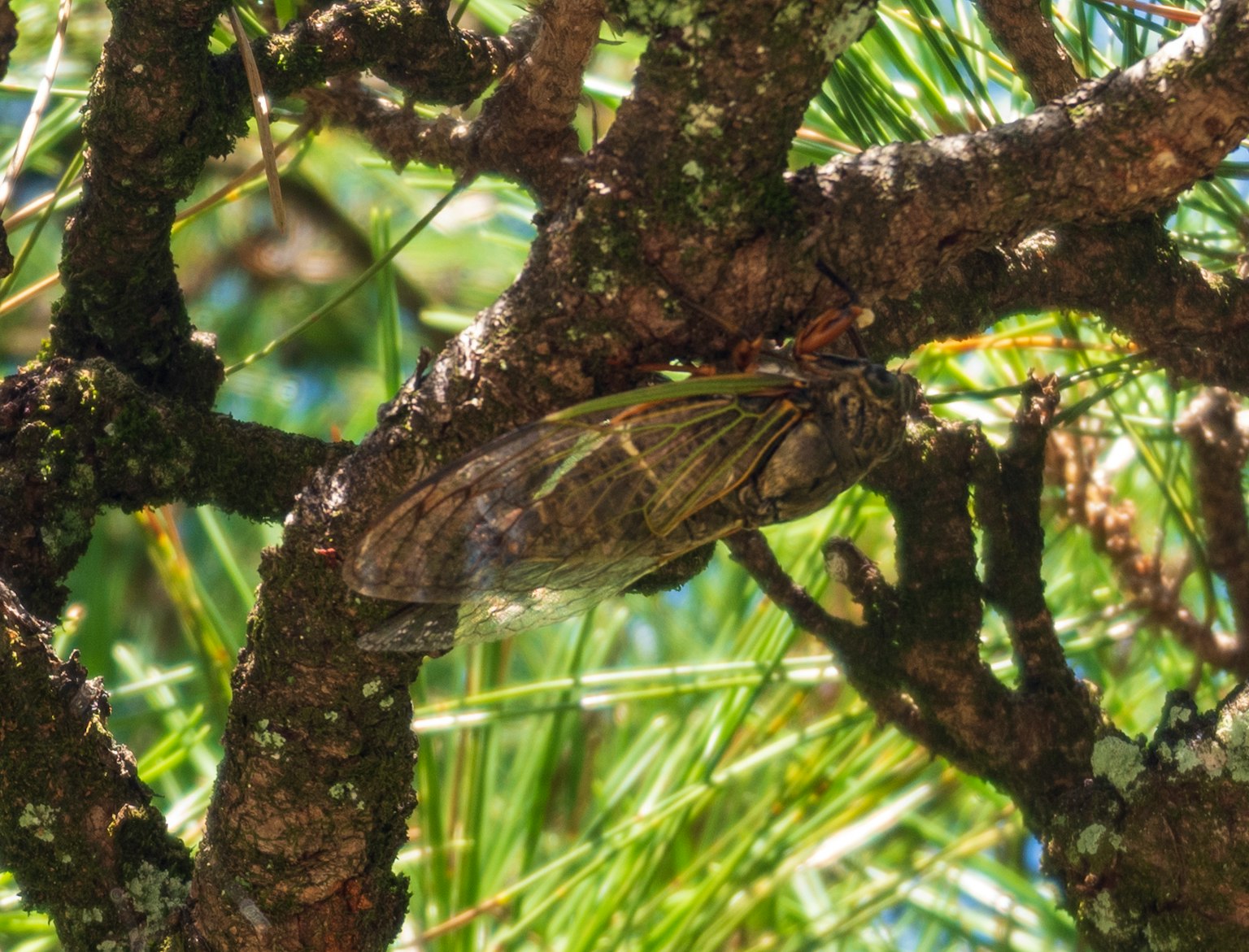 Insetto cicala posato su un ramo d'albero