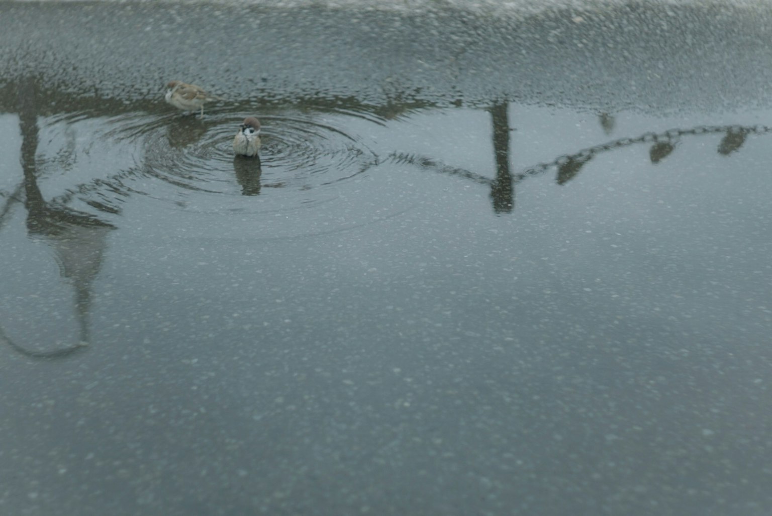 Réflexion des lignes électriques et des ondulations dans une flaque d'eau