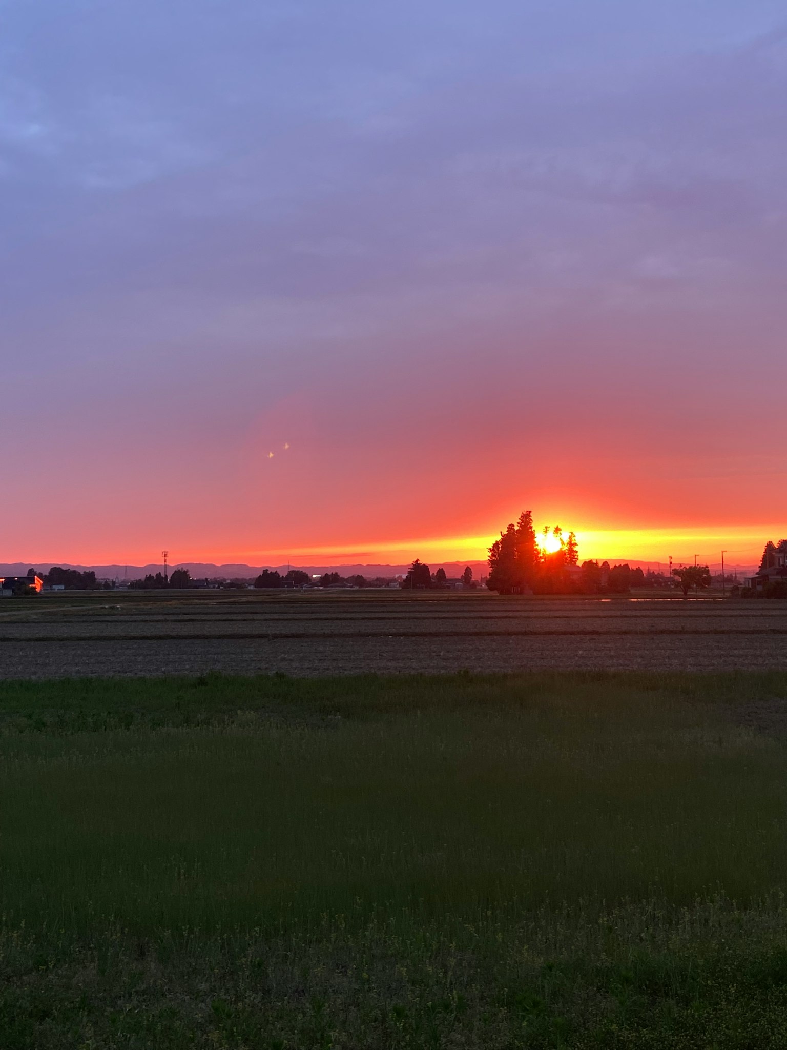 Schöne Sonnenuntergangslandschaft mit grünem Gras und silhouettierten Bäumen