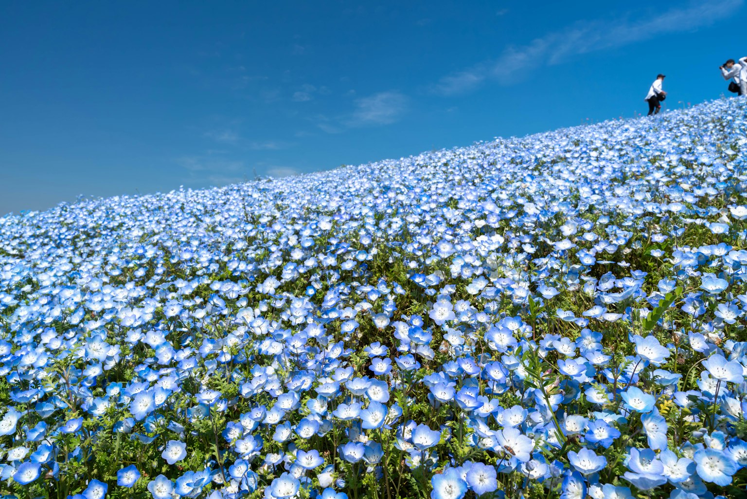 開滿藍色花朵的山坡上有人在走