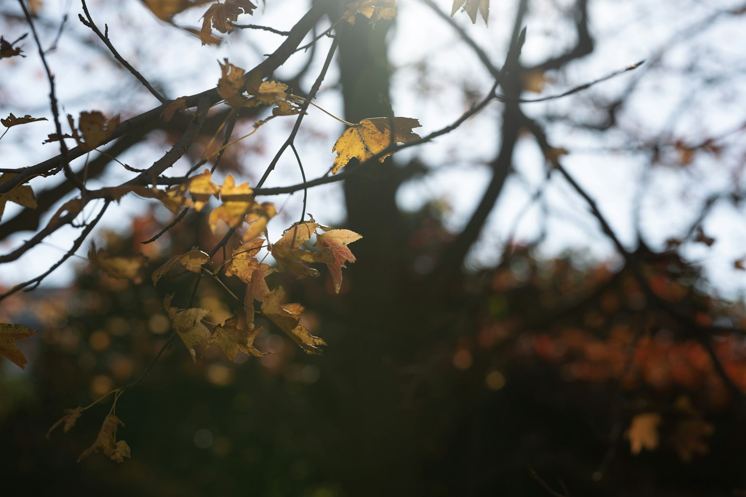 Gros plan de feuilles d'automne brillantes sous la lumière du soleil sur des branches d'arbre