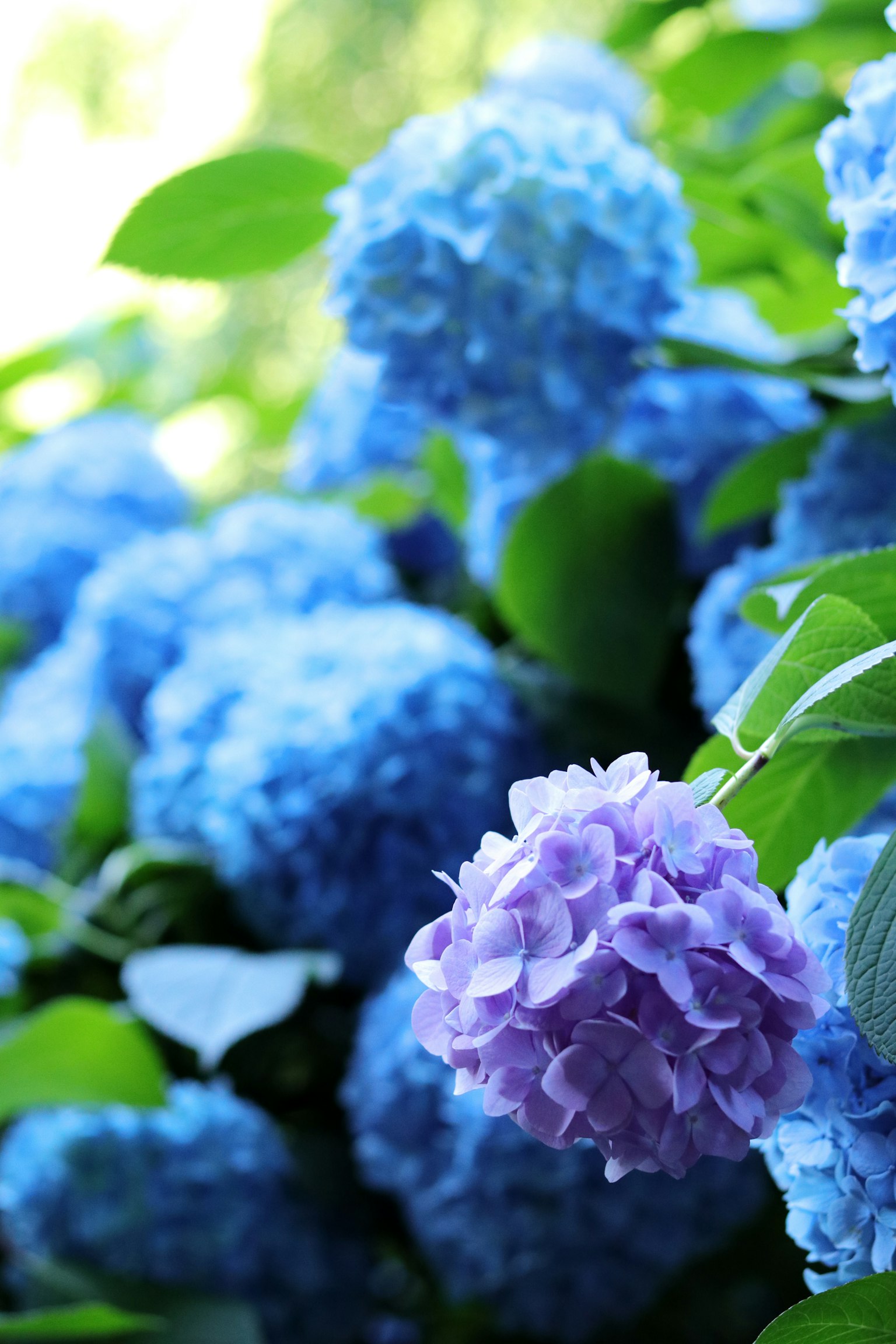 Blaue Hortensienblüten mit grünen Blättern im Hintergrund