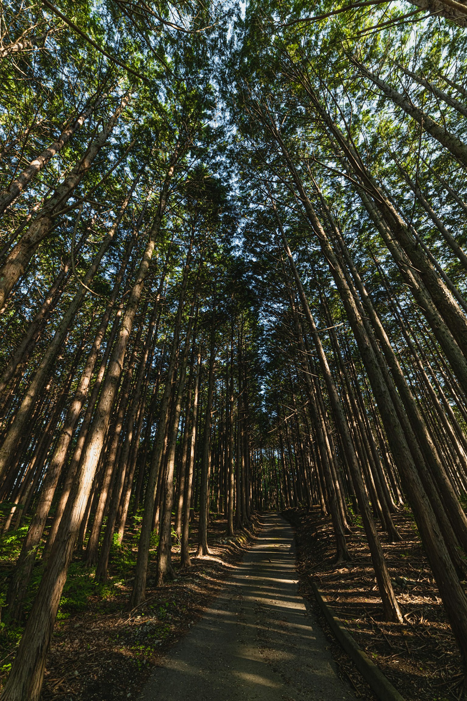 森林中高聳樹木的小徑
