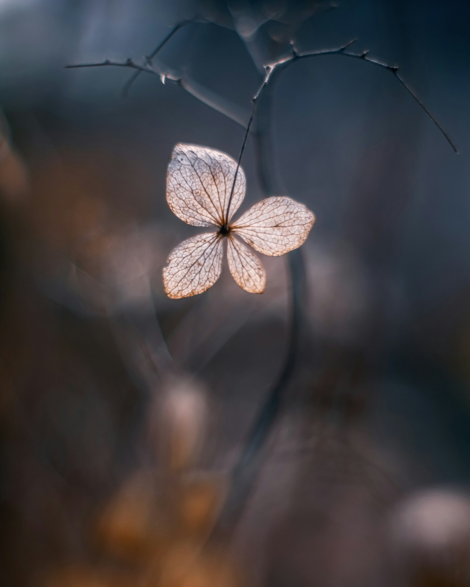A translucent flower petal floating against a dark background