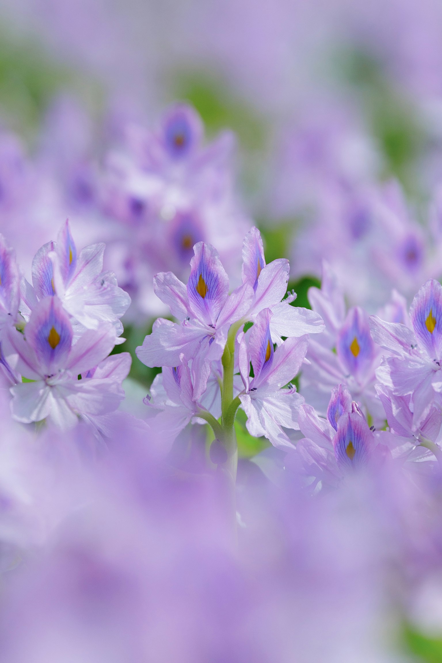 Blurred background of blooming purple flowers