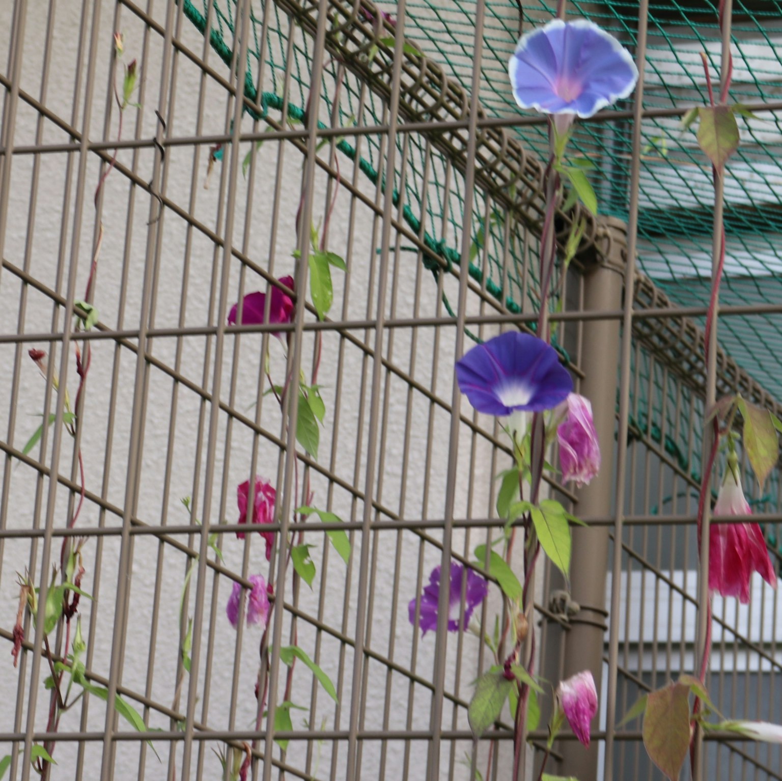 牵牛花在金属围栏上美丽绽放