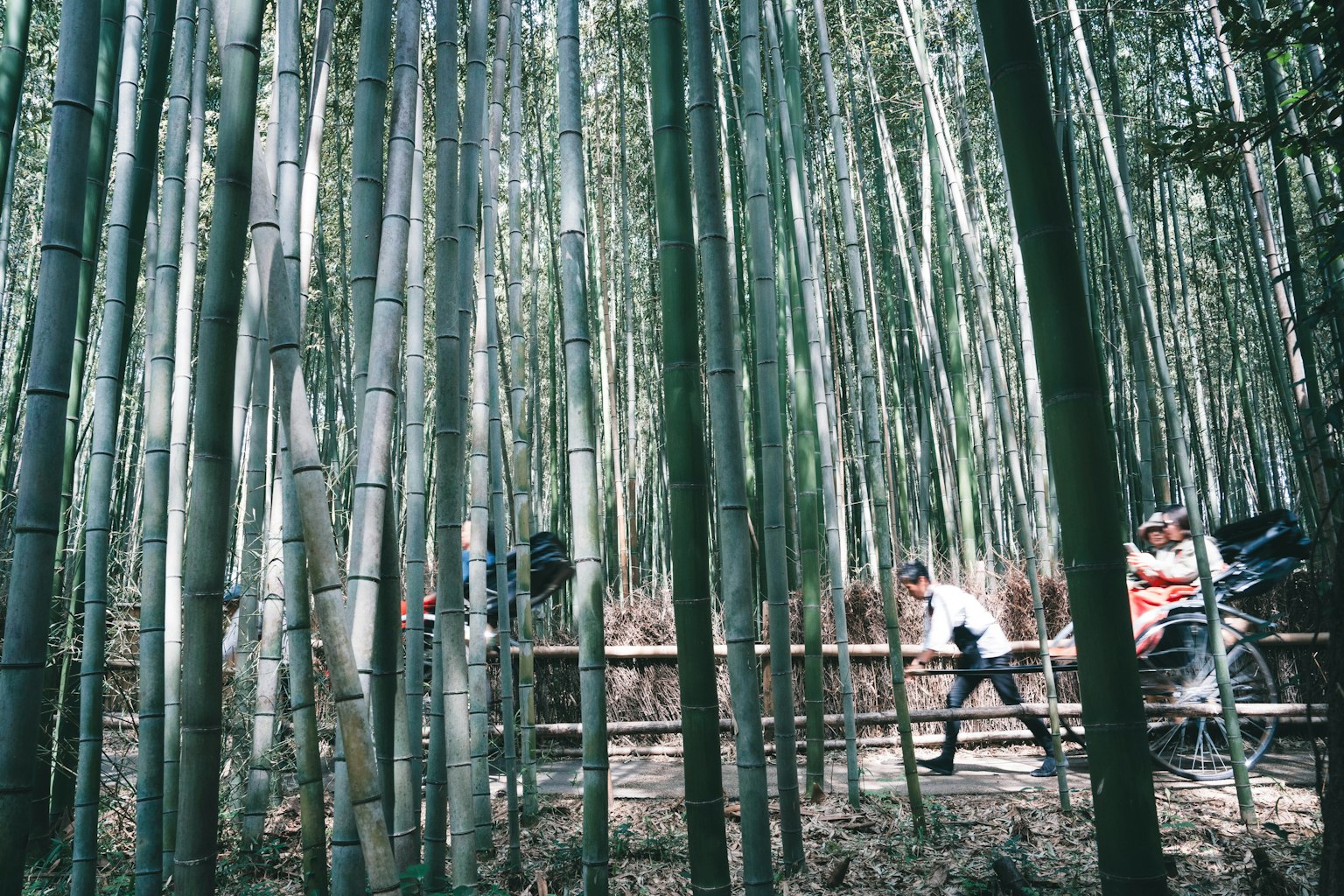 Persone che camminano in una foresta di bambù con alti steli verdi
