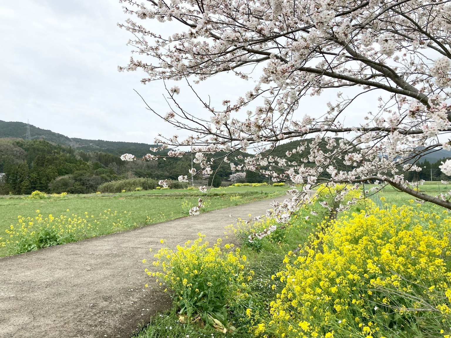 Sendero bordeado de cerezos y flores de colza