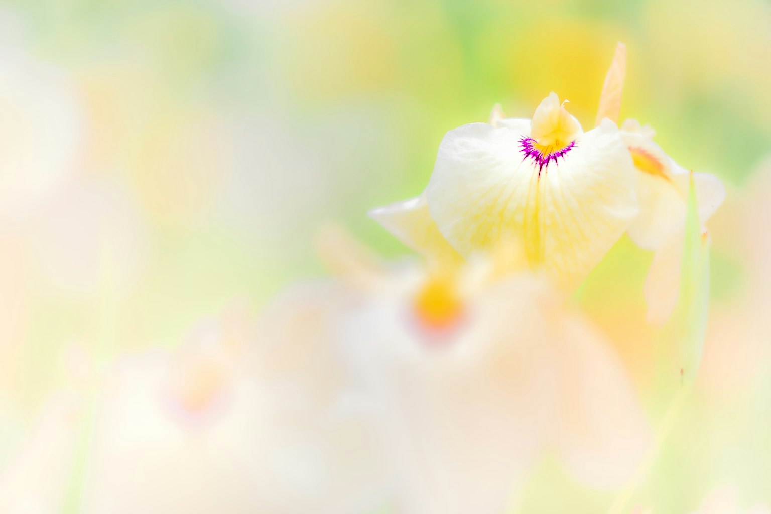 A beautiful image of soft-colored flowers with a blurred background