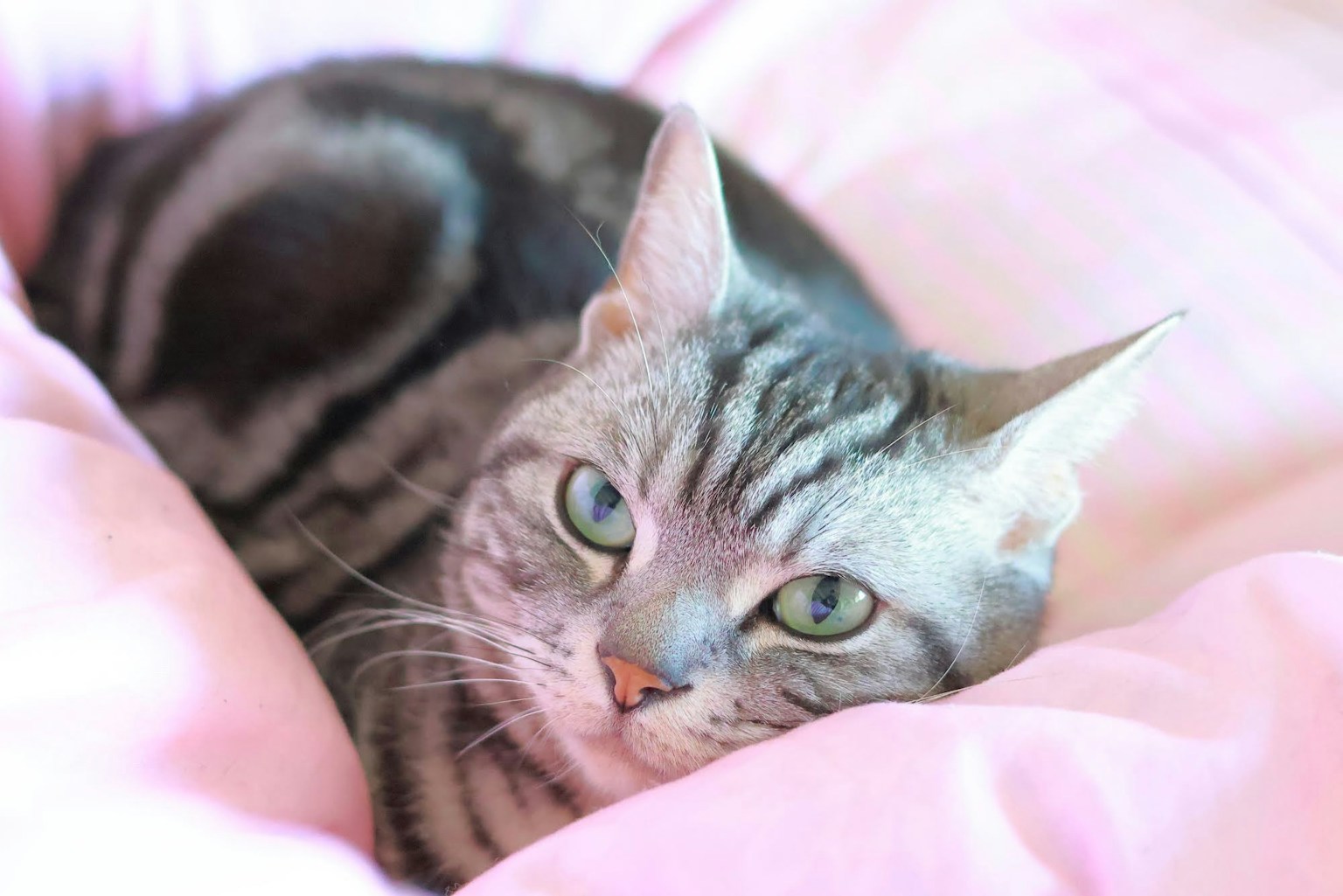 灰色猫在粉色垫子上放松