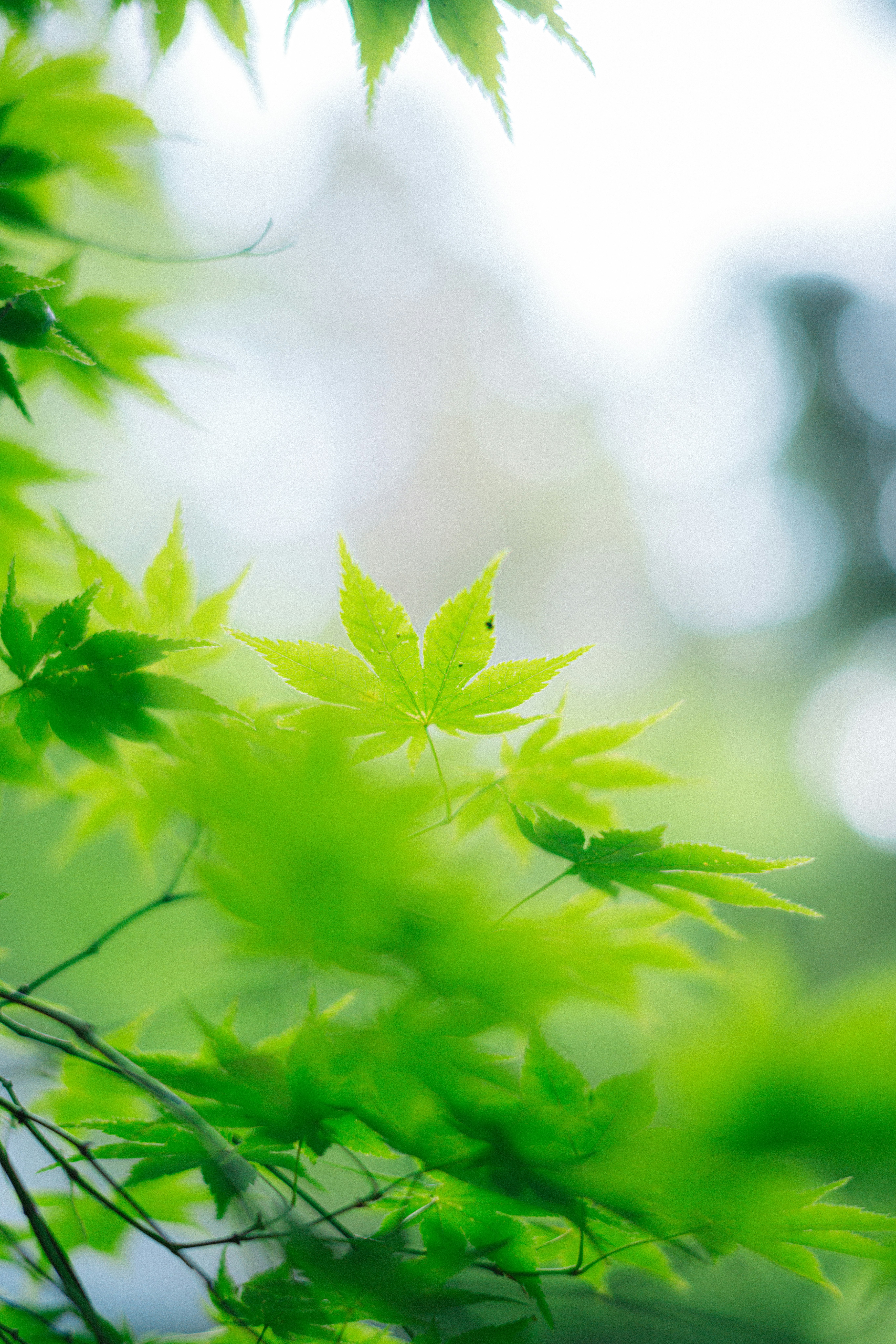新緑の若葉が枝に広がる背景ぼけの自然