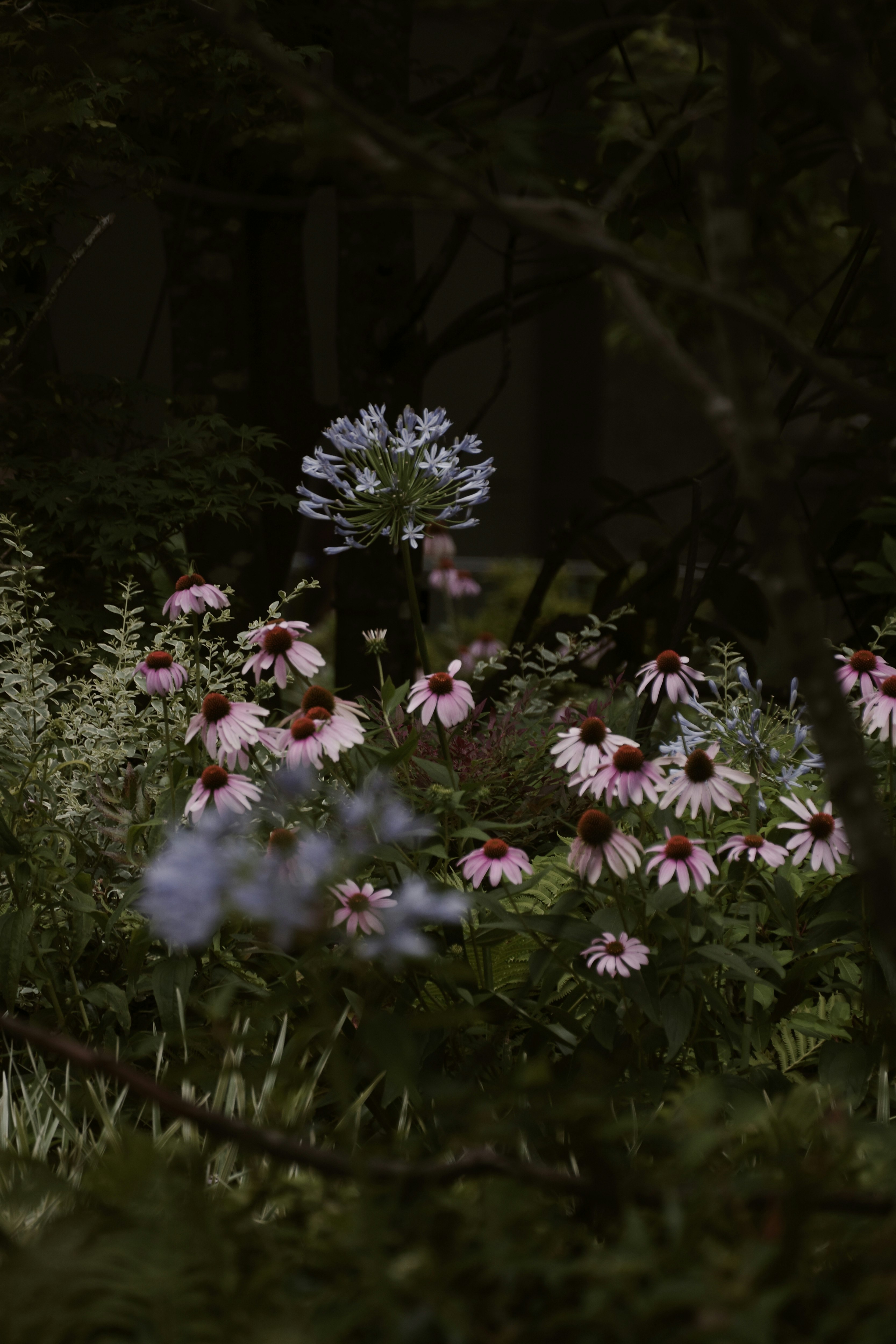 草地に咲くピンクの花と紫の花の群生