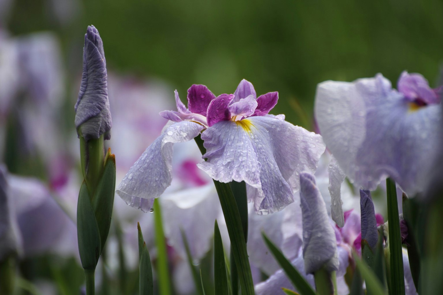 Eine schöne Szene mit blühenden lila Blumen