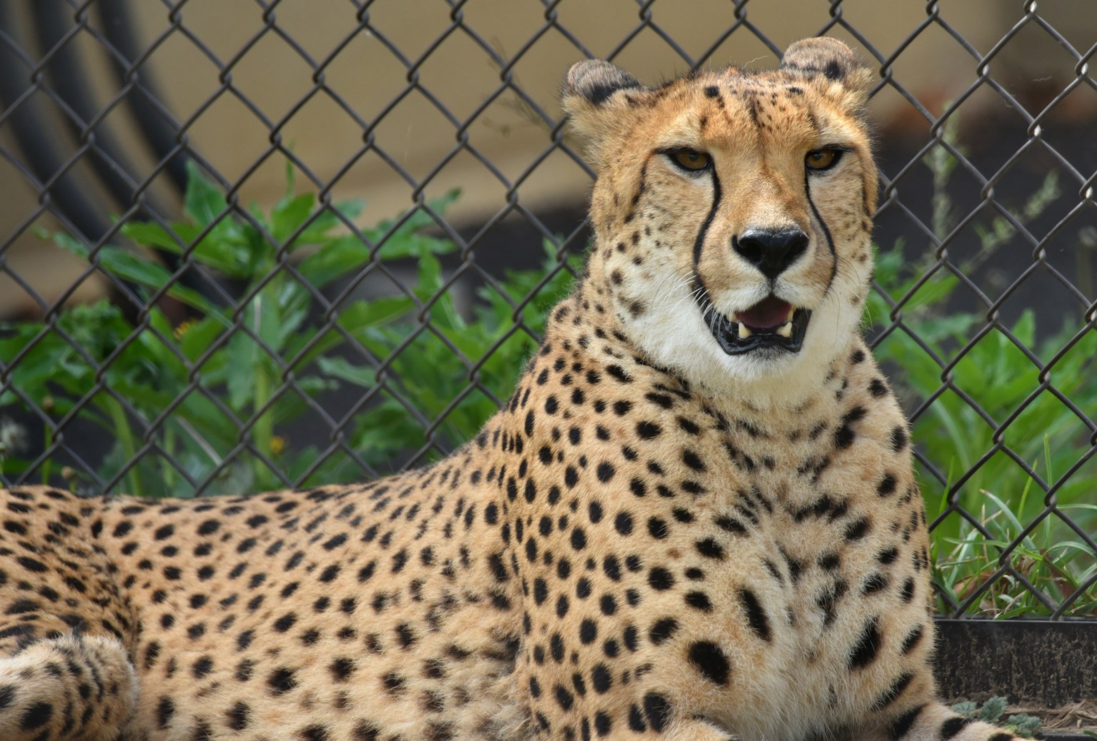 Ein Gepard mit geflecktem Fell, der sich vor einem Zaun entspannt