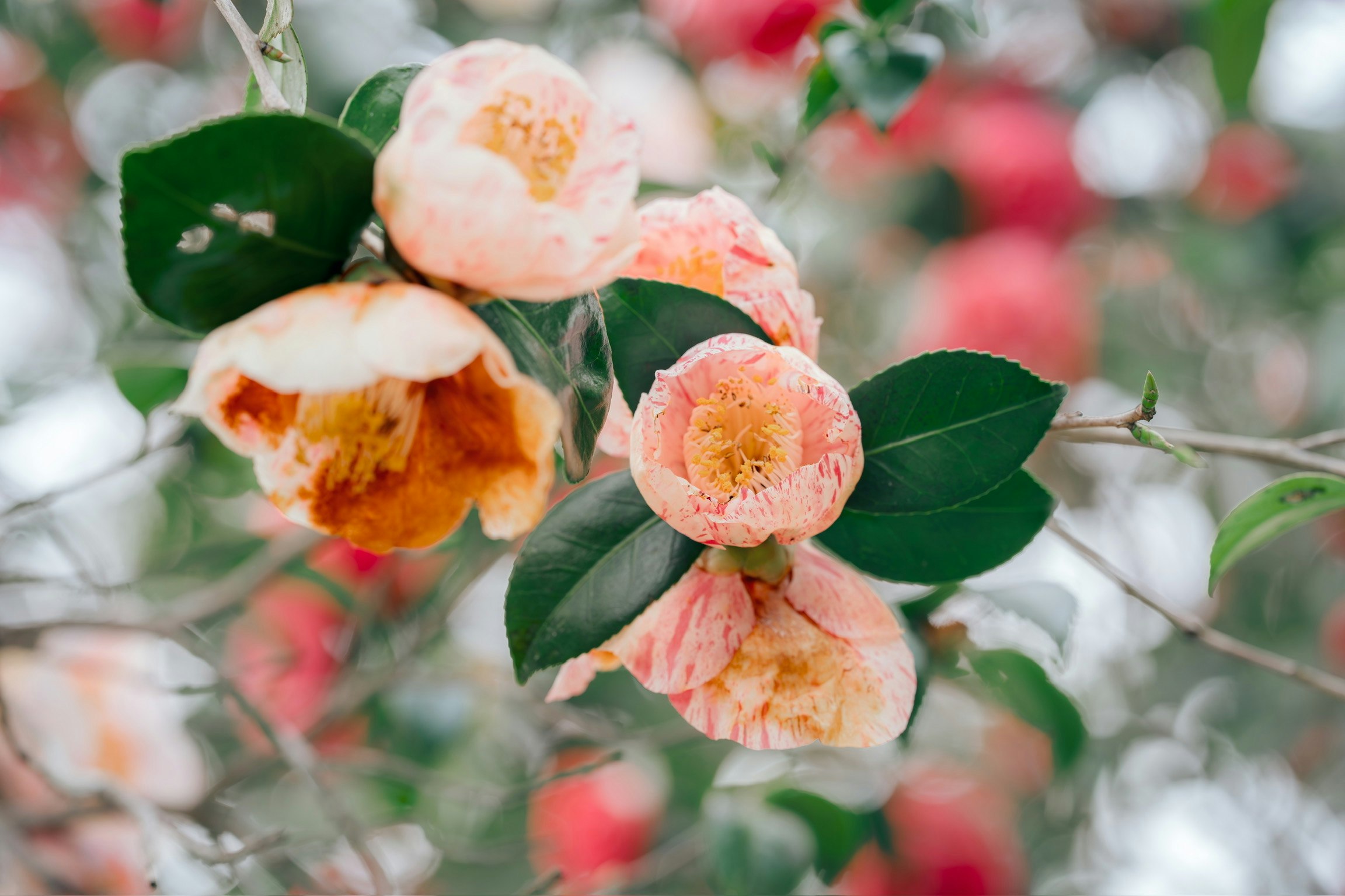 椿の花と葉が枝に咲く春の花景色