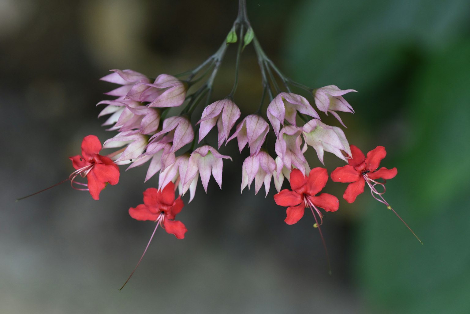 Primo piano di una pianta con fiori rossi e boccioli rosa pallido
