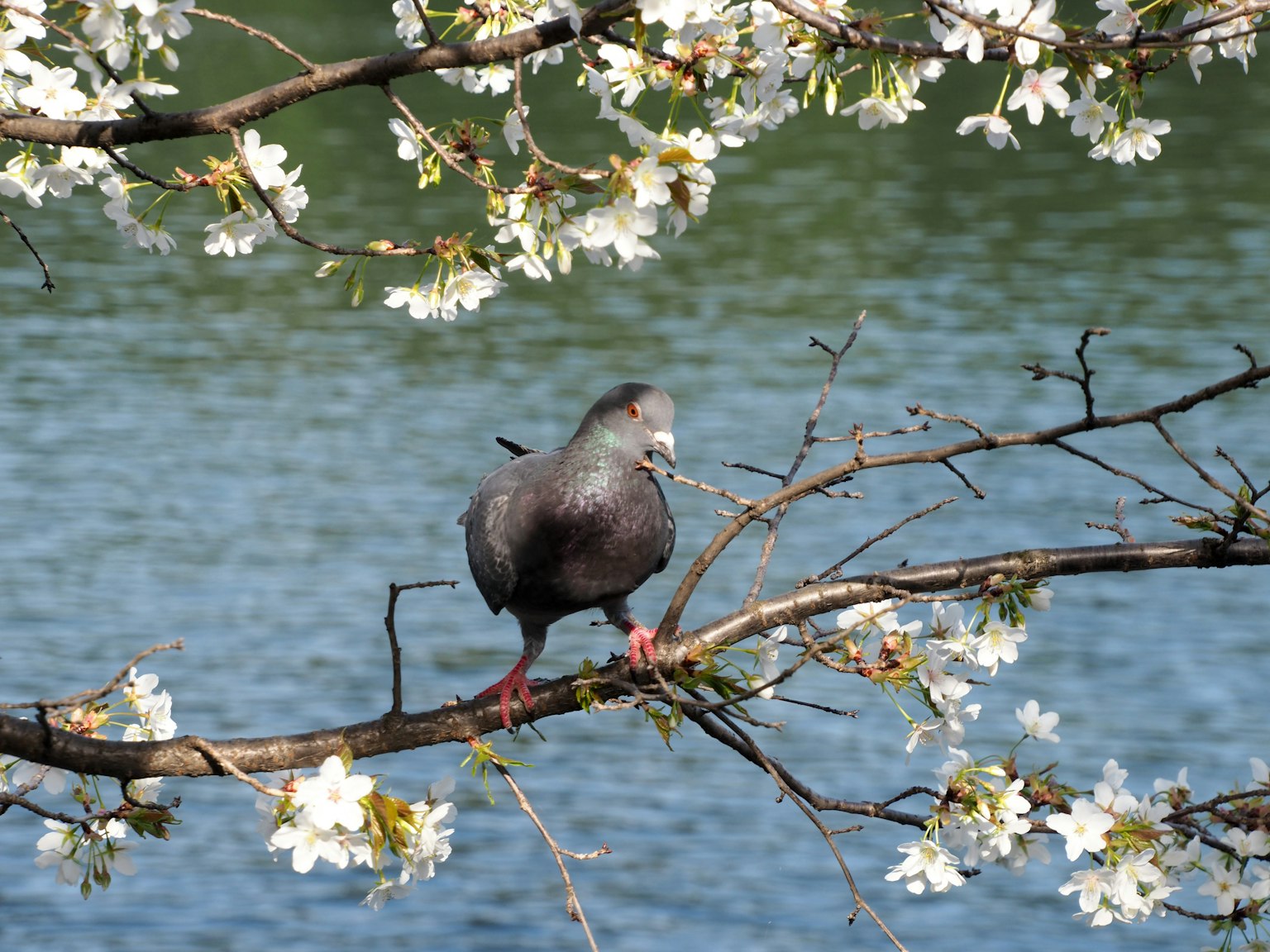 Vogel auf einem Ast mit blühenden Kirschblüten