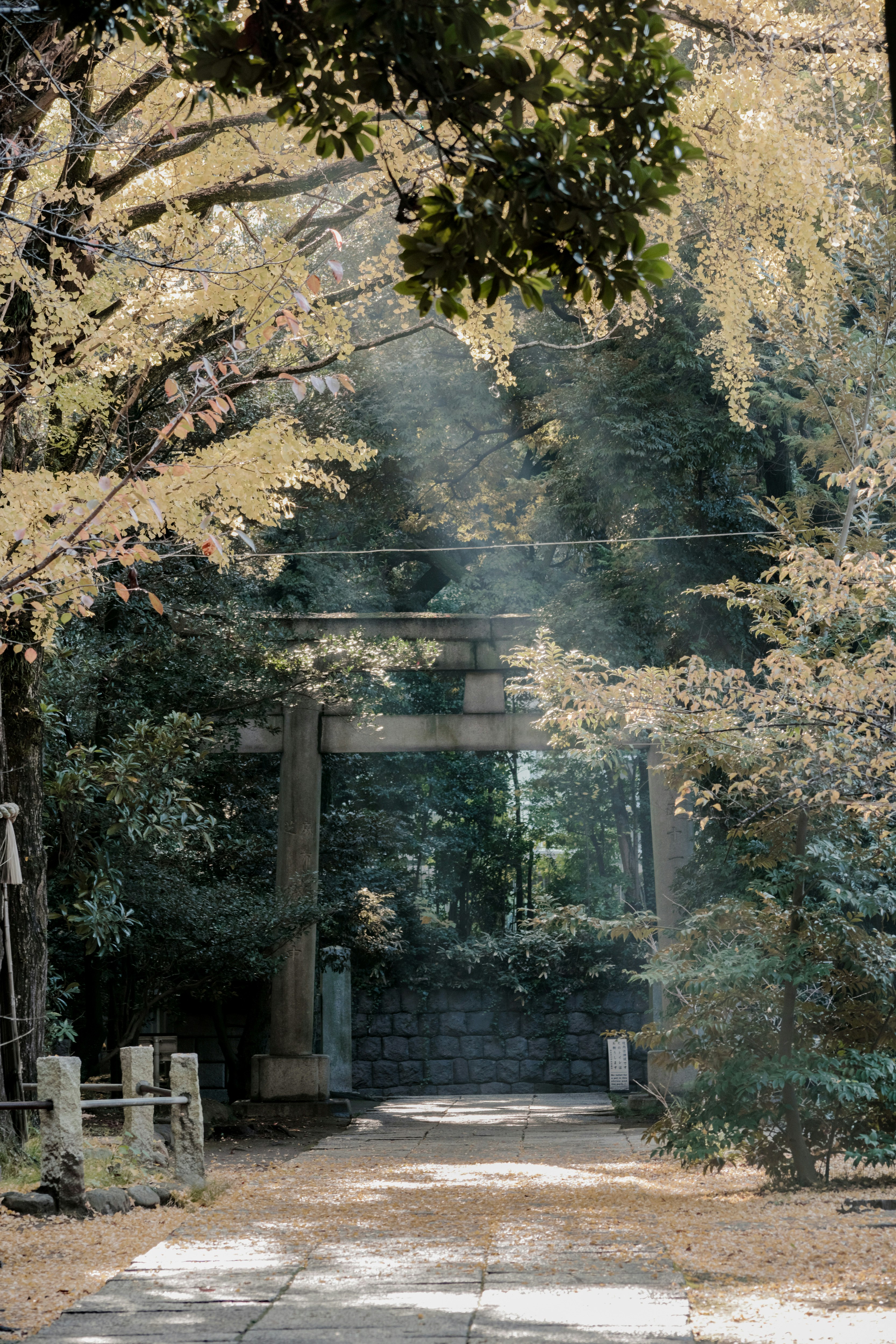 秋季神社参道的鸟居与石墙，光束洒落
