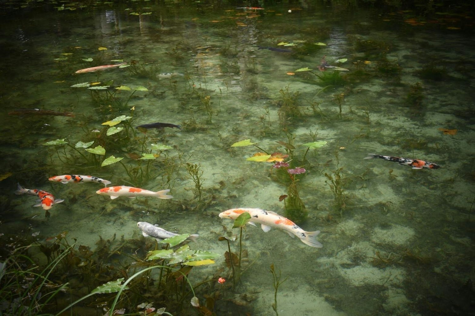 Bunte Koi-Fische schwimmen in einem Teich mit Wasserpflanzen
