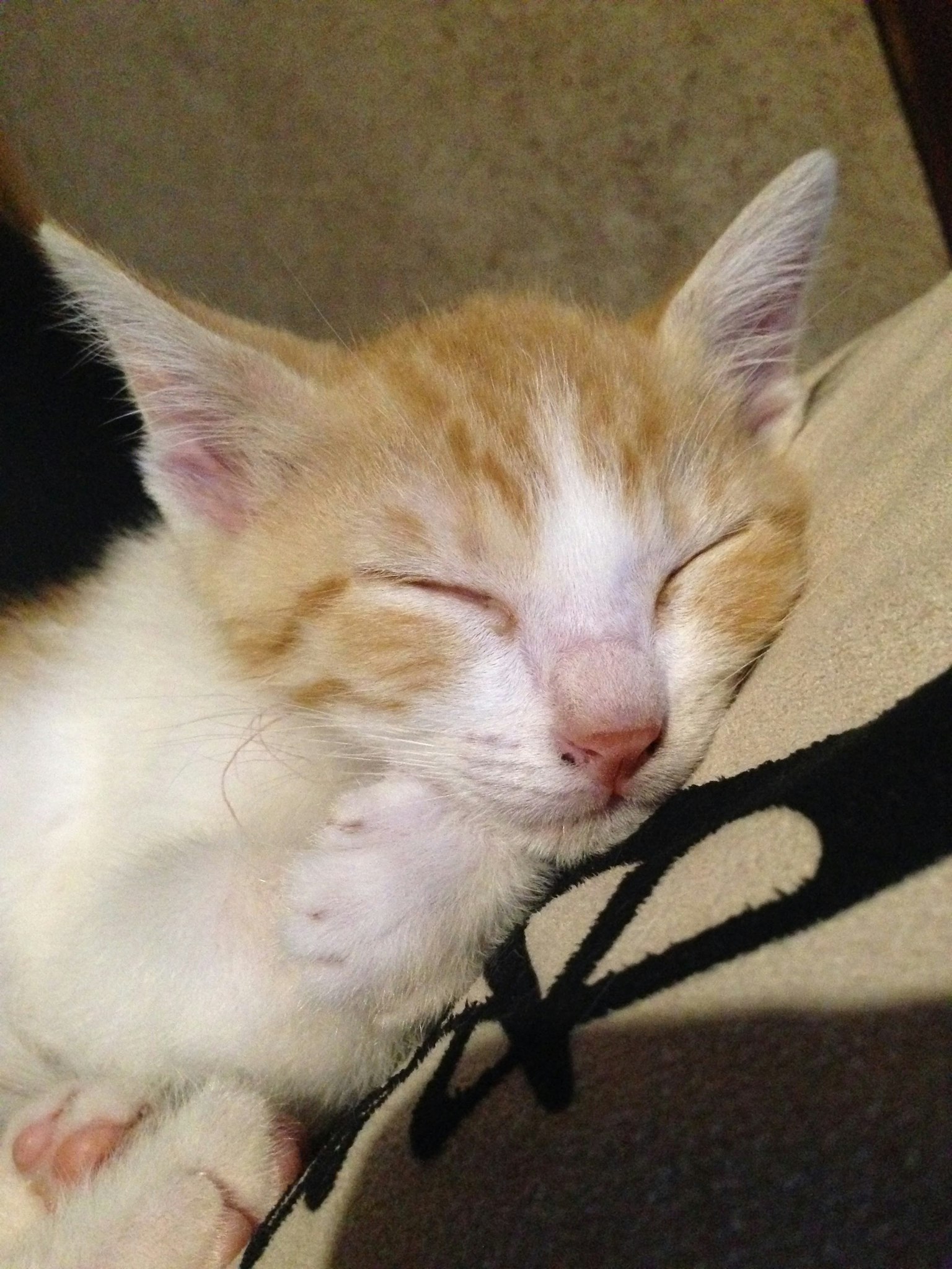 Chaton orange et blanc endormi